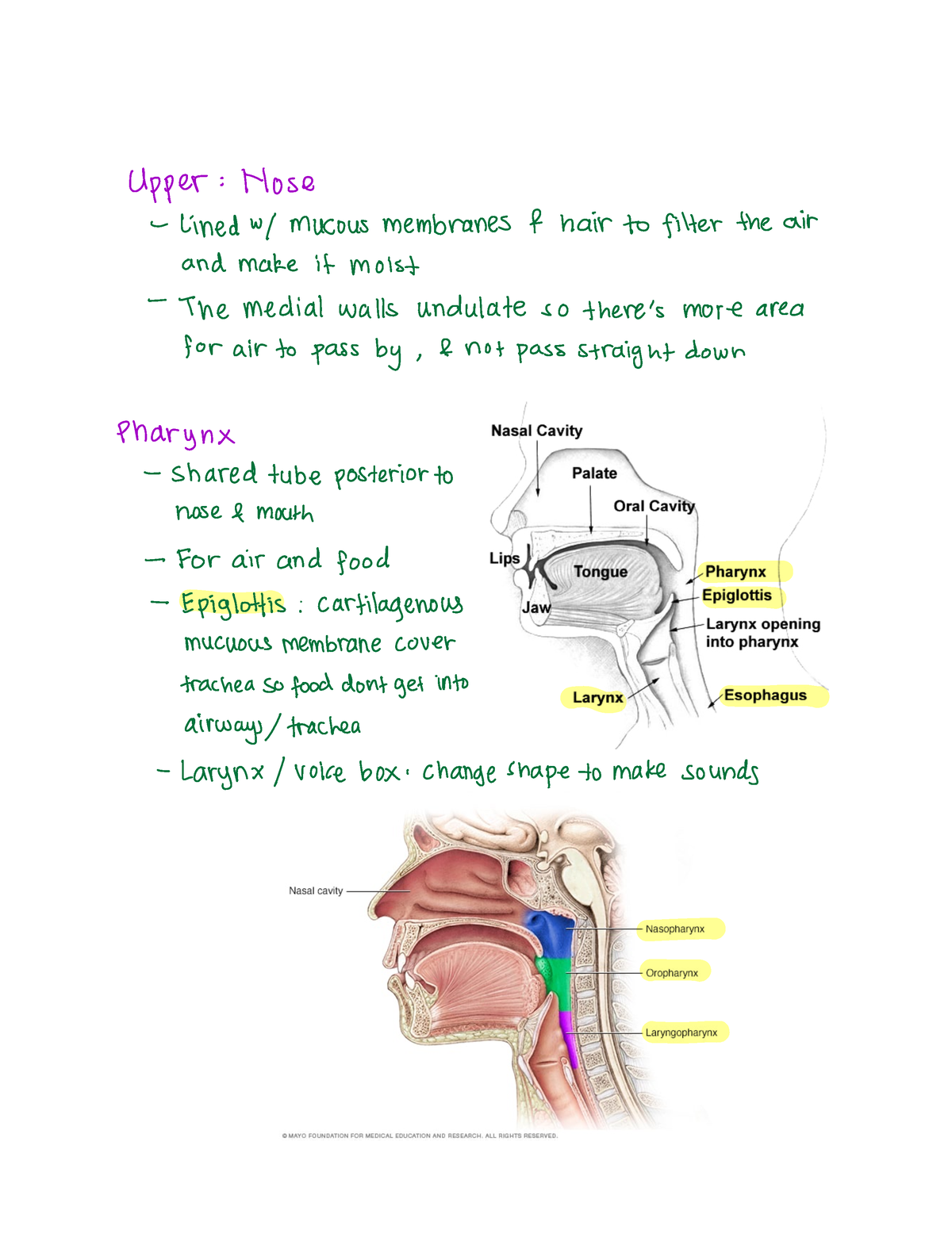 Respiratory system - Upper Hose Lined w mucous membranes hair to ...