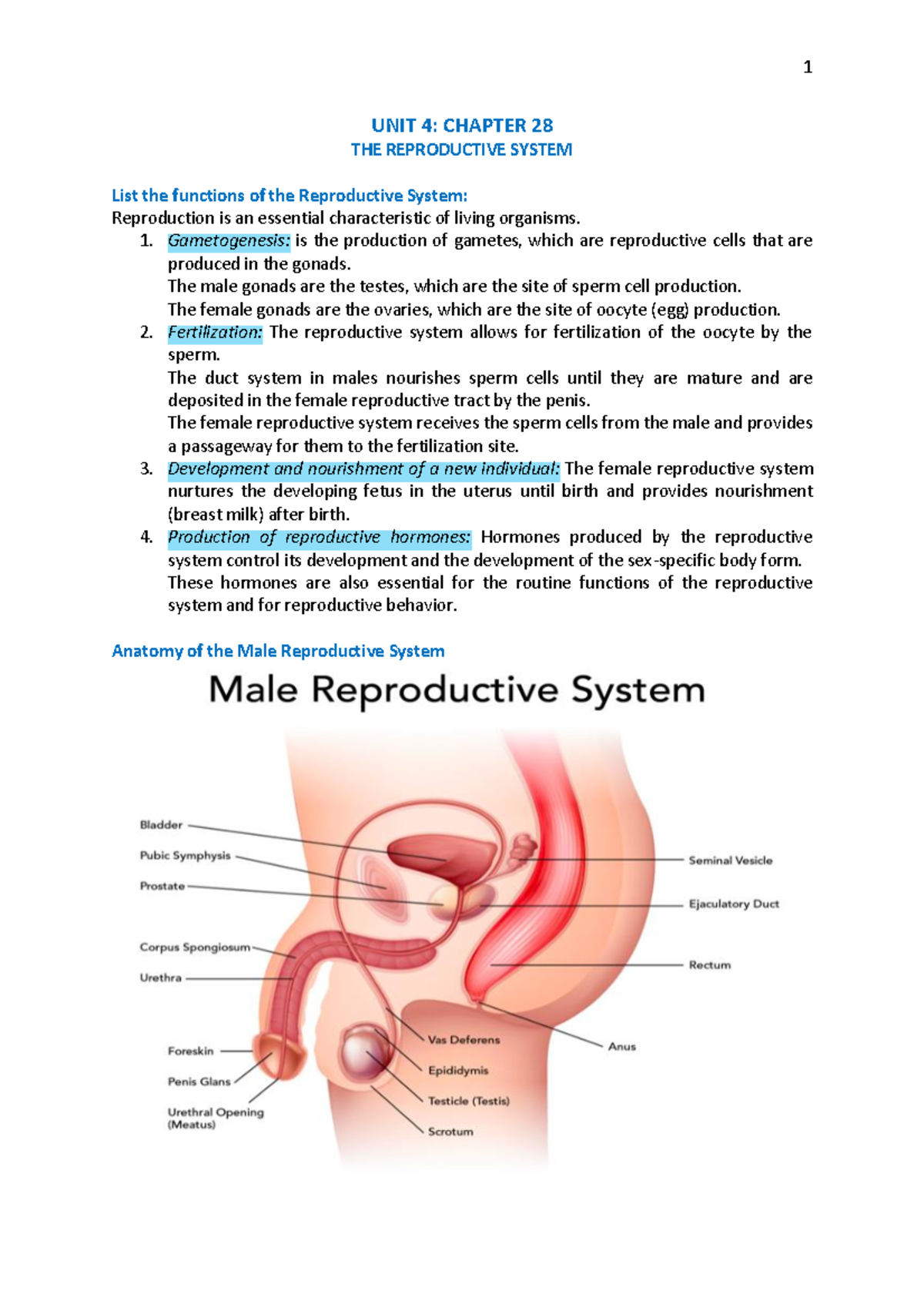 Reproductive System - UNIT 4: CHAPTER 28 THE REPRODUCTIVE SYSTEM List ...