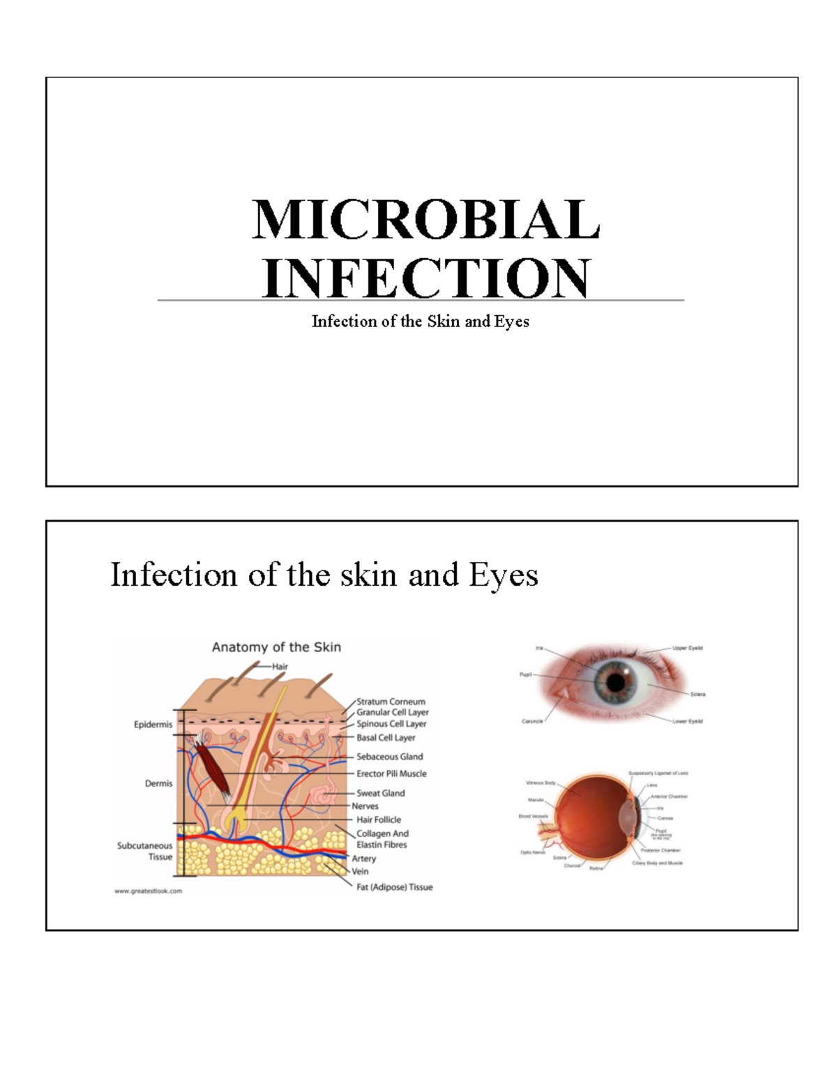 Microbial infection Skin and Eyes - MICROBIAL INFECTION Infection of ...