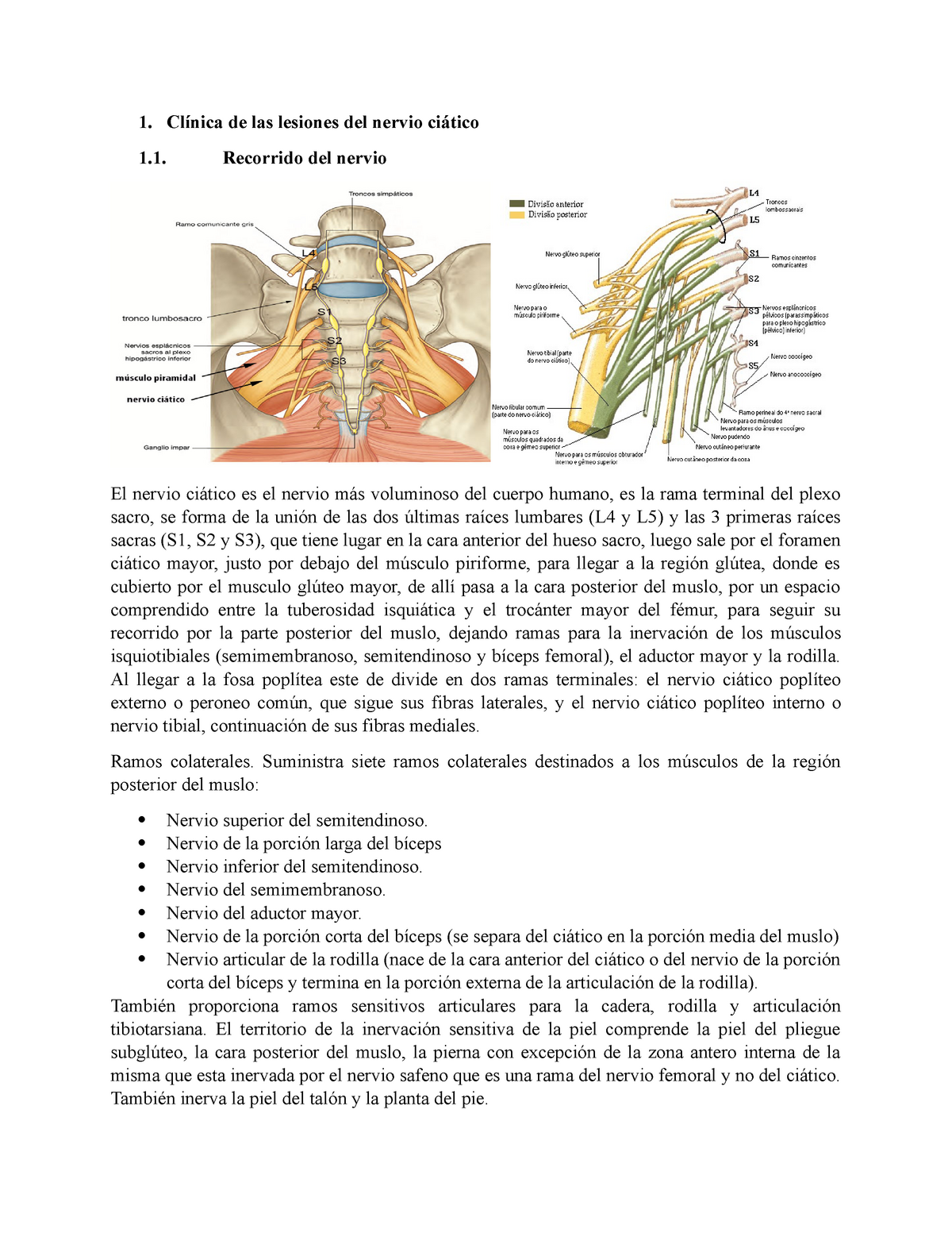 Clinica De Lesión Nervios Ciatico Y Popliteos 1 Clínica De Las Lesiones Del Nervio Ciático 1 9146