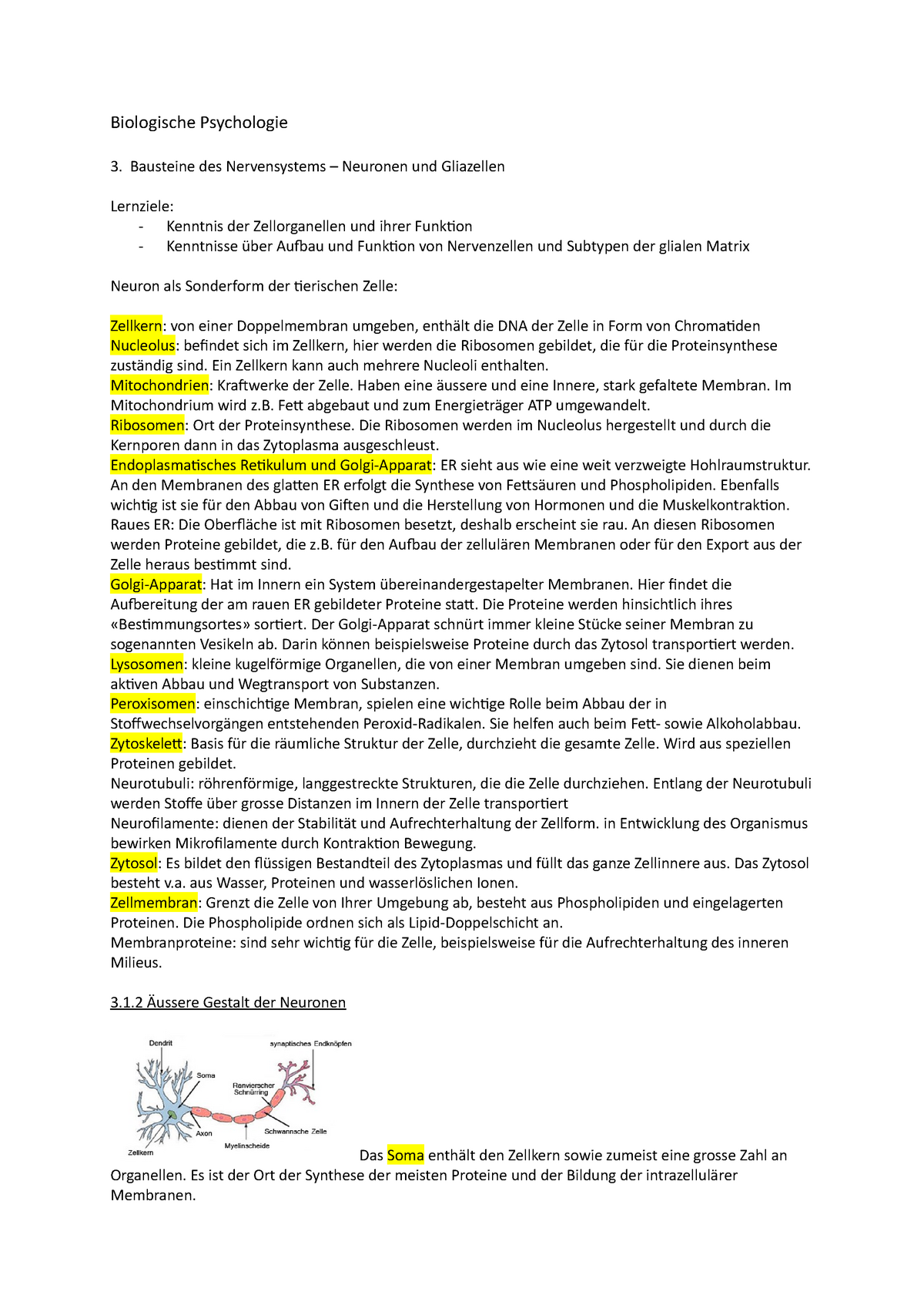 Bio VL Zusammenfassung Buch Und VL Biologische Psychologie Bausteine Des Nervensystems