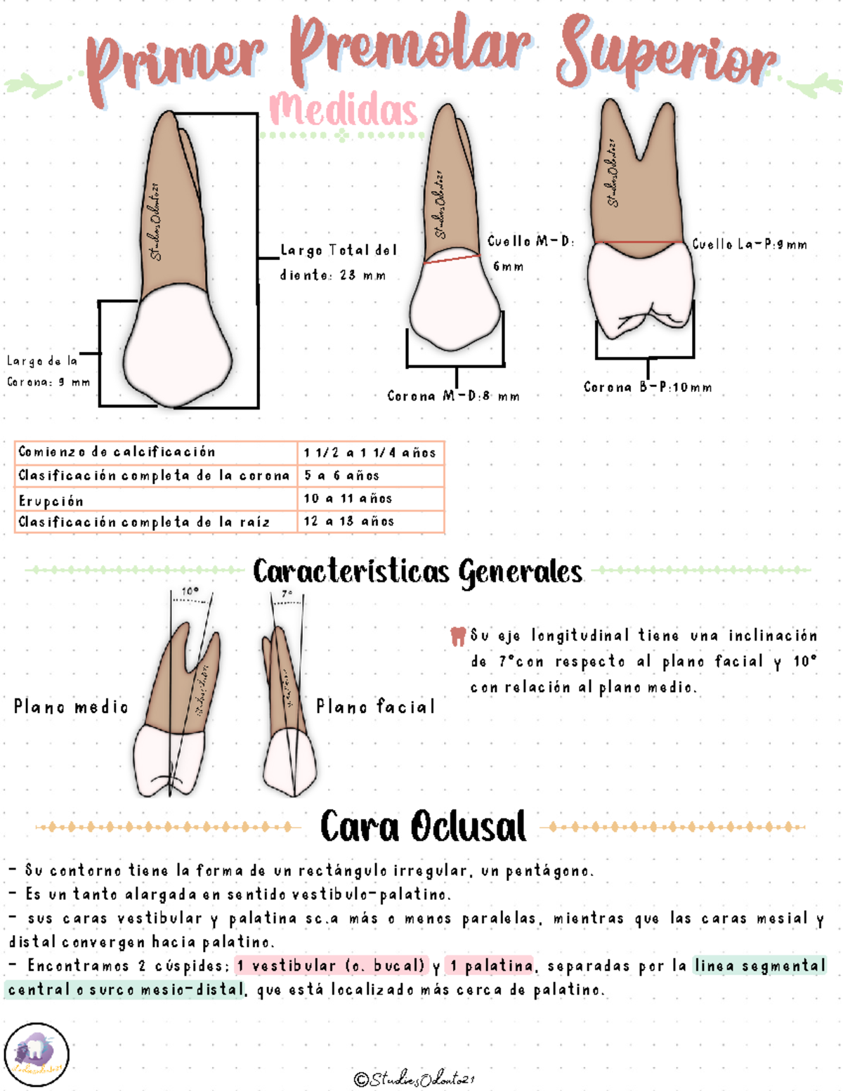 Primer Premolar Superior - StudiesOdonto Prim er Prem olar Super ior ...