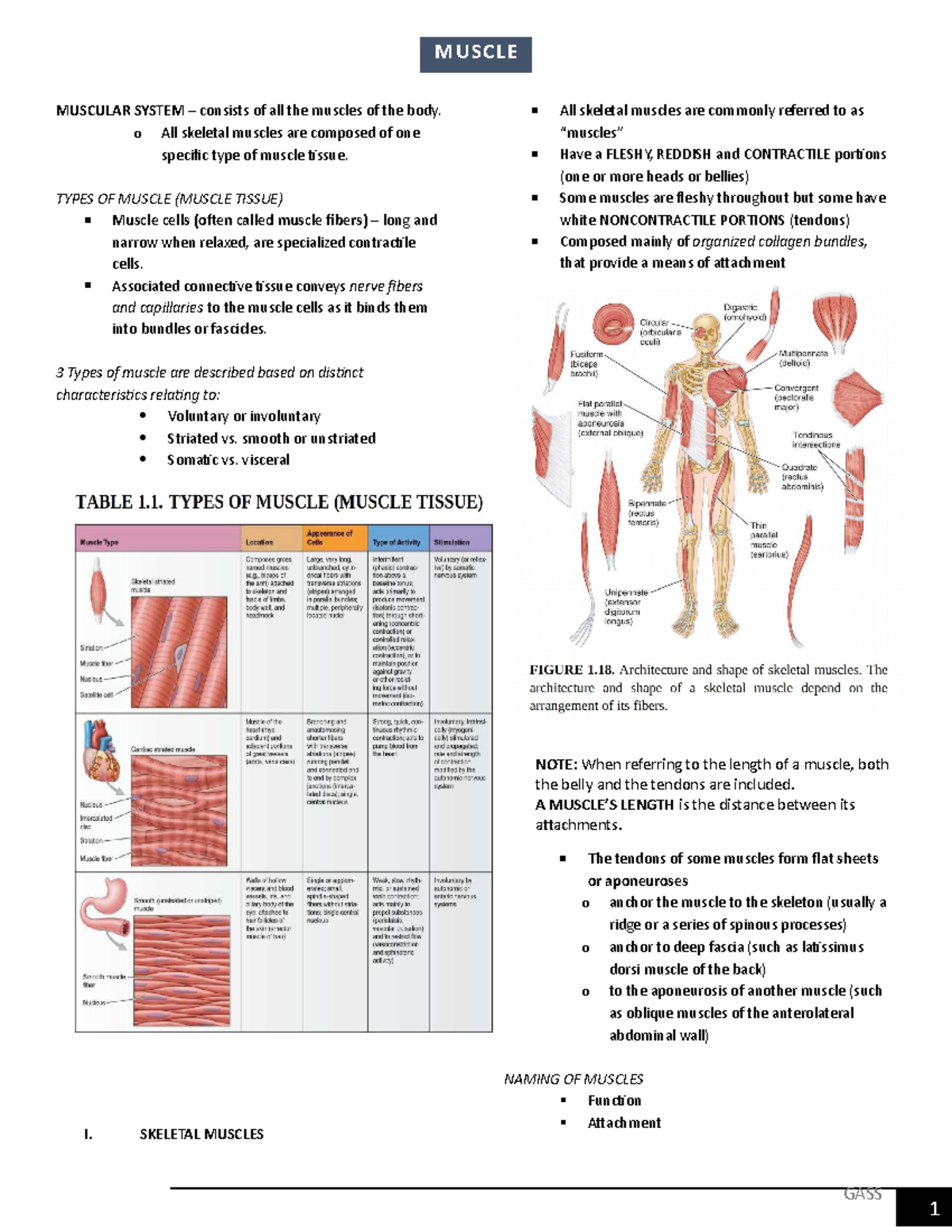 muscular-System anatomy - GASS MUSCULAR SYSTEM – consists of all the ...