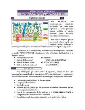 antifungico mas efectivo antifungico mas efectivo