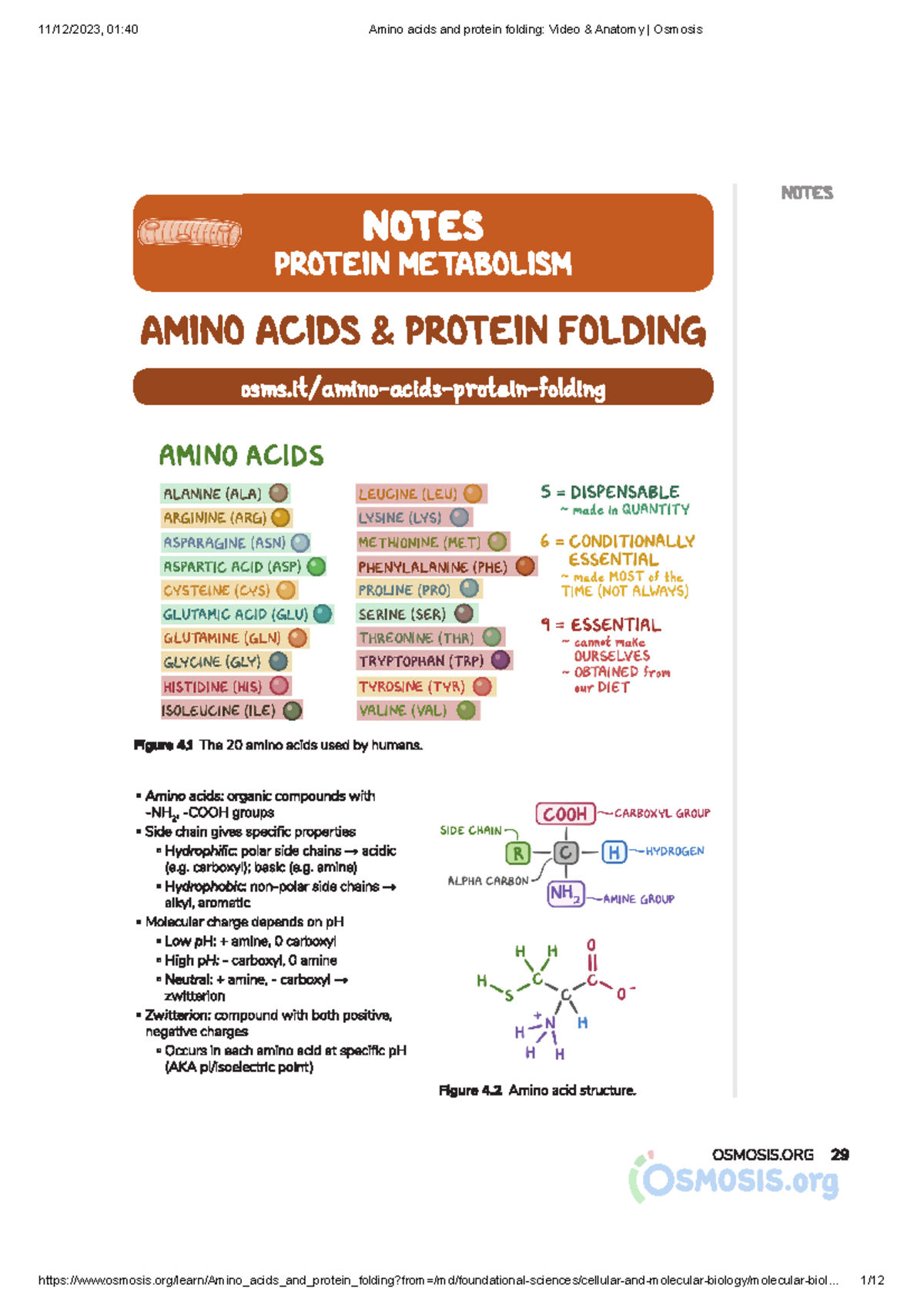 Amino acids and protein folding Video & Anatomy Osmosis Molecular