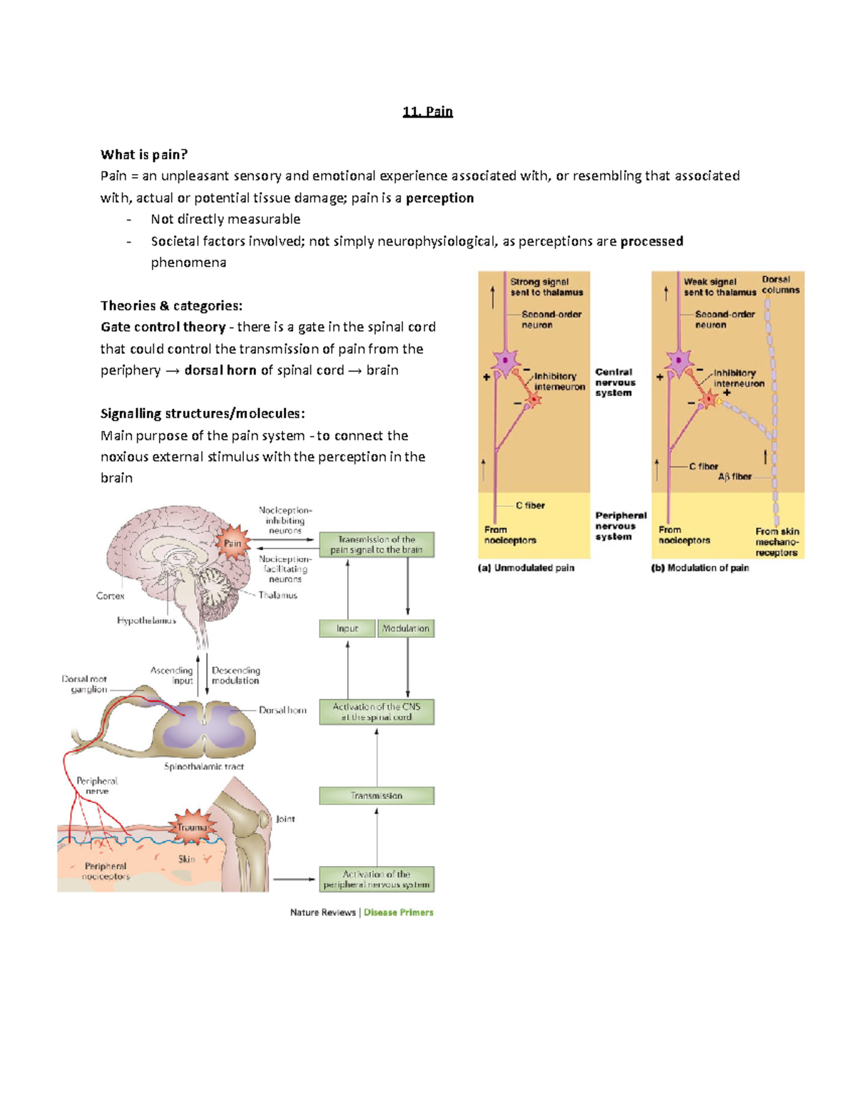 11. Pain - Second semester lecture 2 - Pain What is pain? Pain = an ...