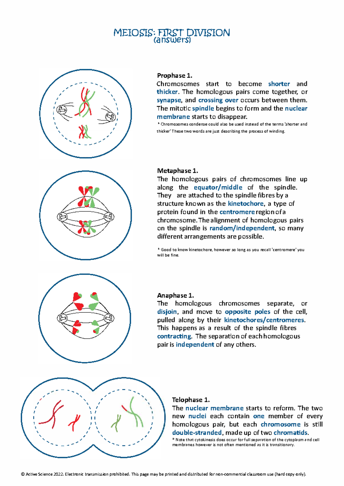 Meiosis worksheet answers - ' ' ' .,, ...' ; ' ()' 1 ' \ I \ I \ I I I ...