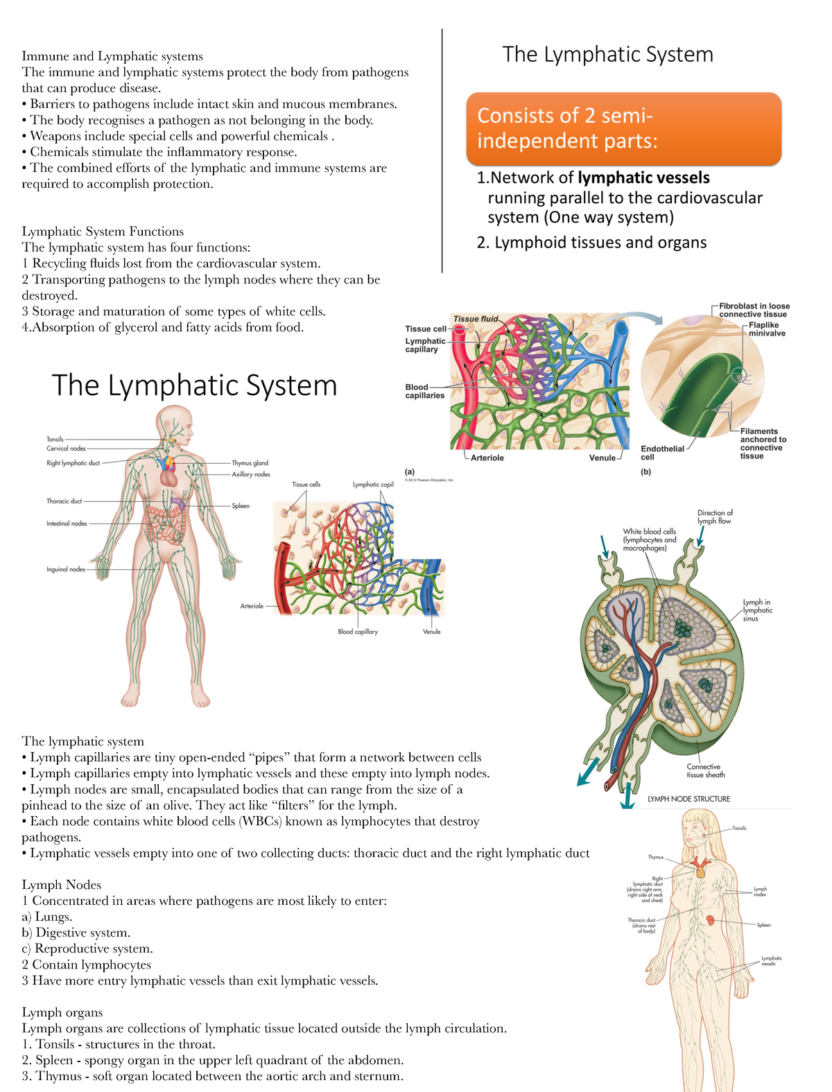 10. The immune system- lymphatic system - Immune and Lymphatic systems ...