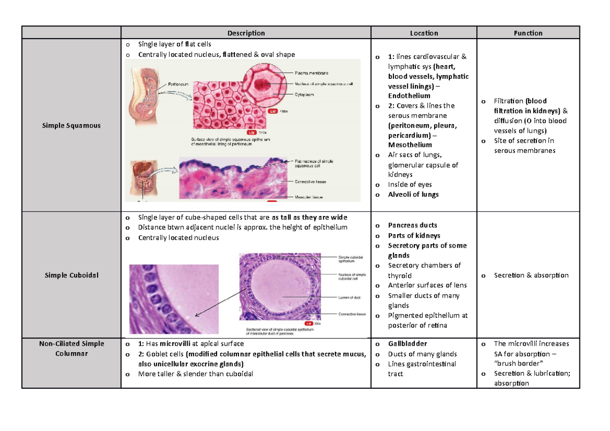 Classification of Cells - Summary of epithelial cells - Description ...