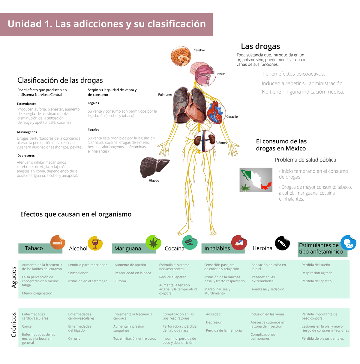 Resumen Unidad 1 AB004 - Higado Riñones Cerebro Nariz Pulmones Corazón ...