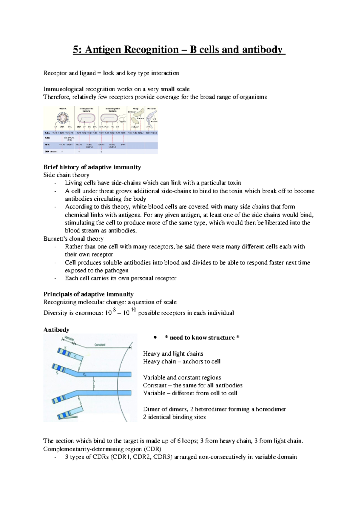 5 B cells - Lecture notes 5 - 5: Antigen Recognition – B cells and ...