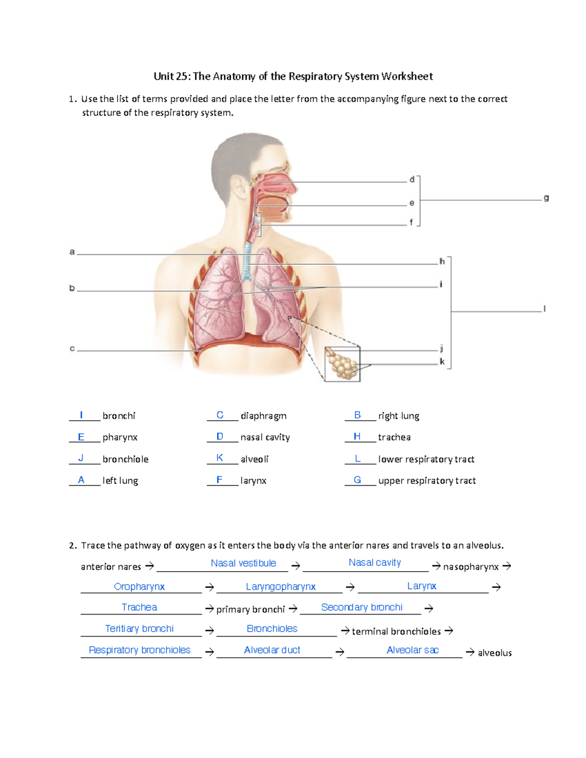 Unit 25 Worksheet Fa22 - Unit 25 is about the anatomy of the ...