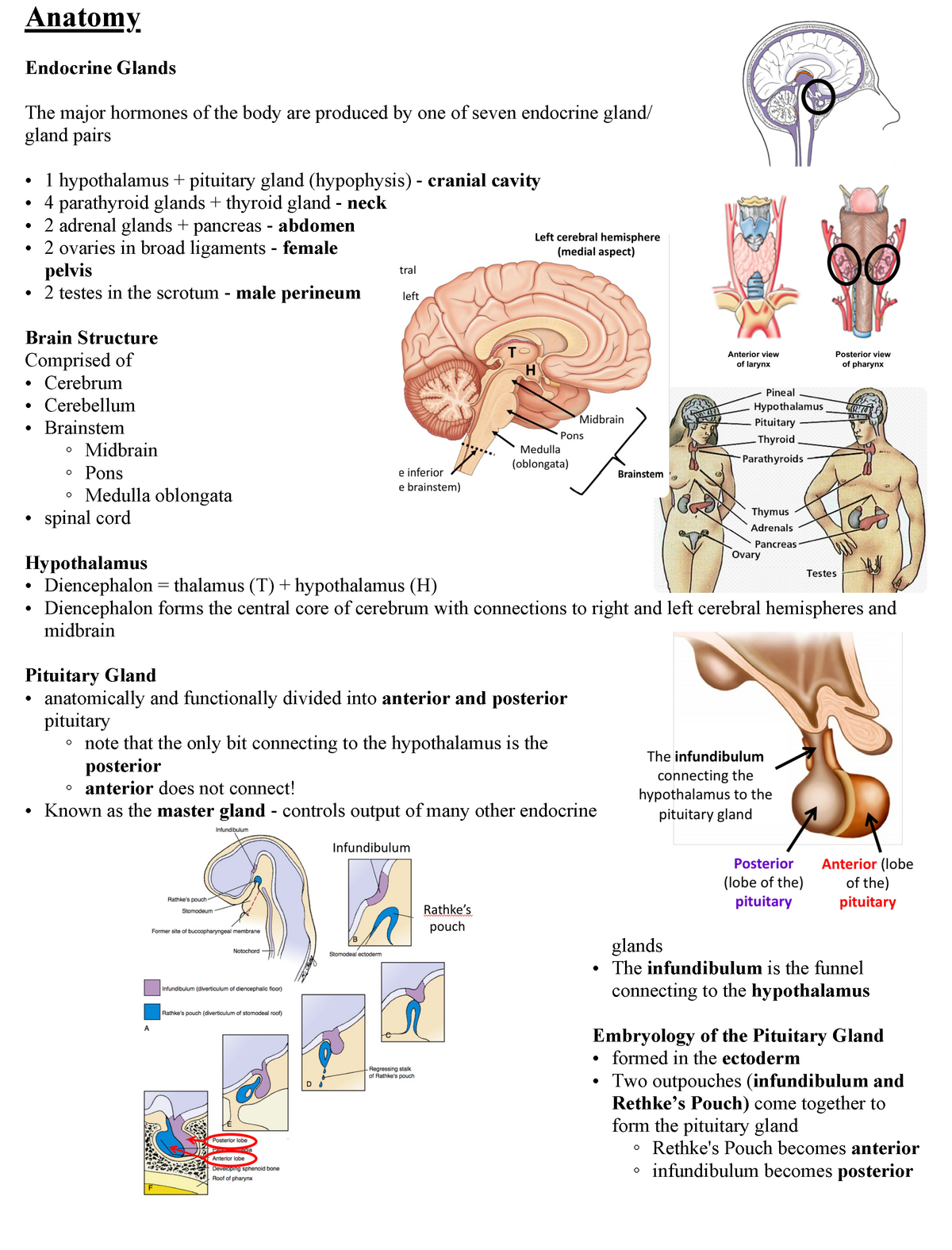 Endocrine Summary - Anatomy - Anatomy Endocrine Glands The major ...