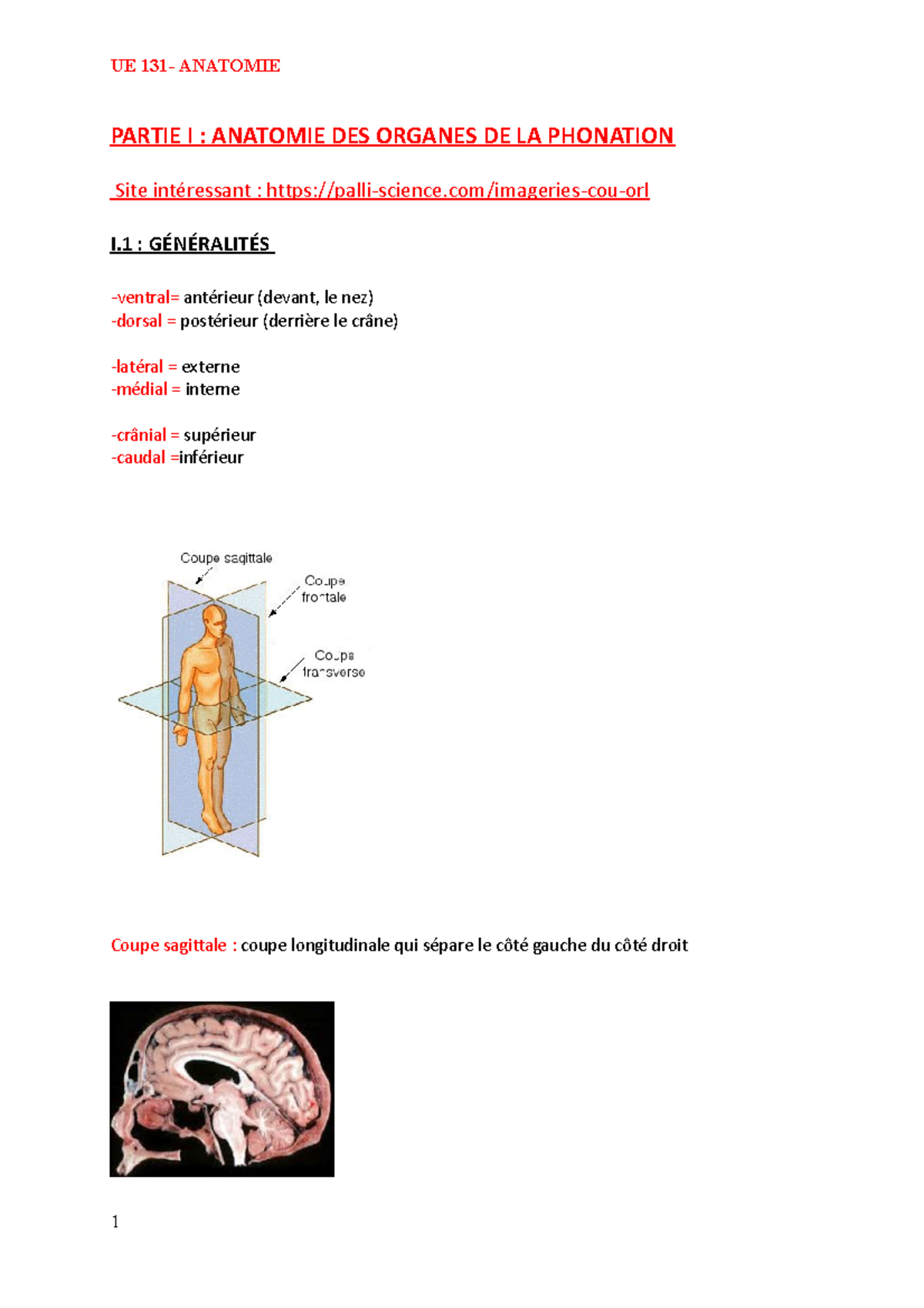 Cours Anatomie - ... - PARTIE I : ANATOMIE DES ORGANES DE LA PHONATION ...