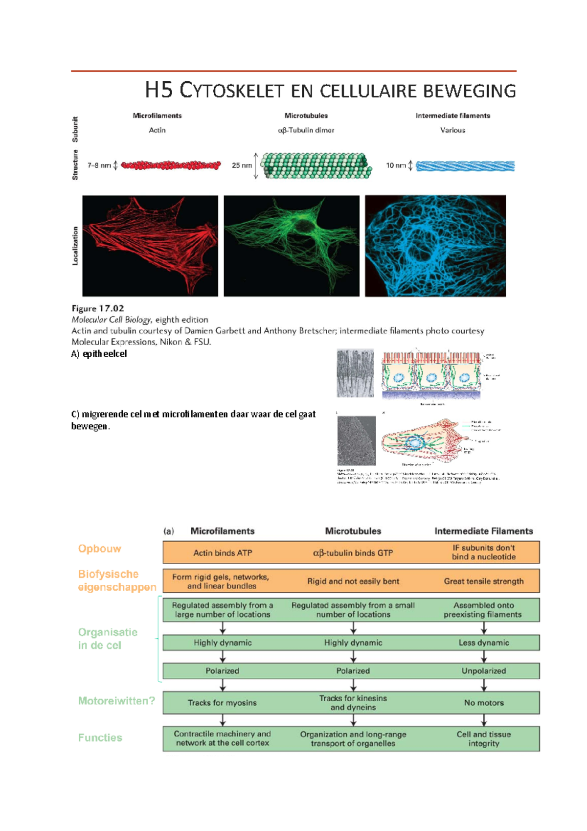 H5 Cytoskelet En Cellulaire Beweging - H5 CYTOSKELET EN CELLULAIRE ...