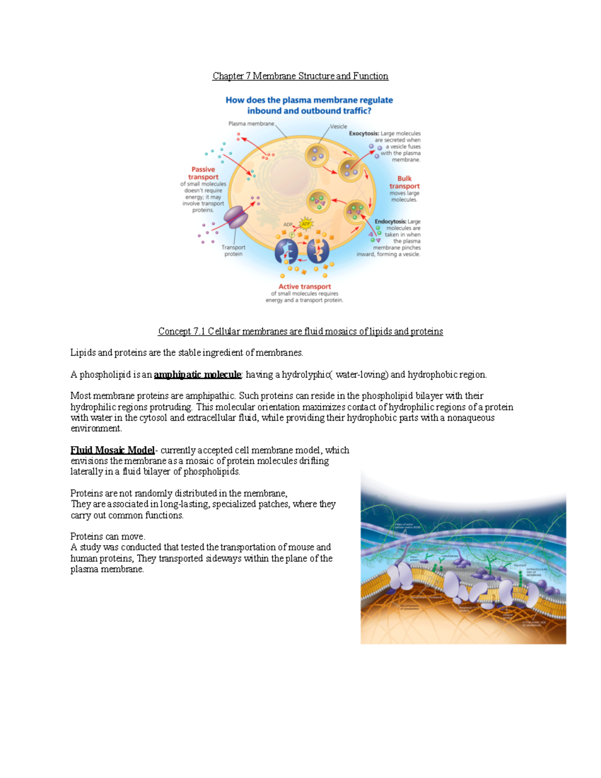 Campbell BIO Chapter 7 - Chapter 7 Membrane Structure And Function ...