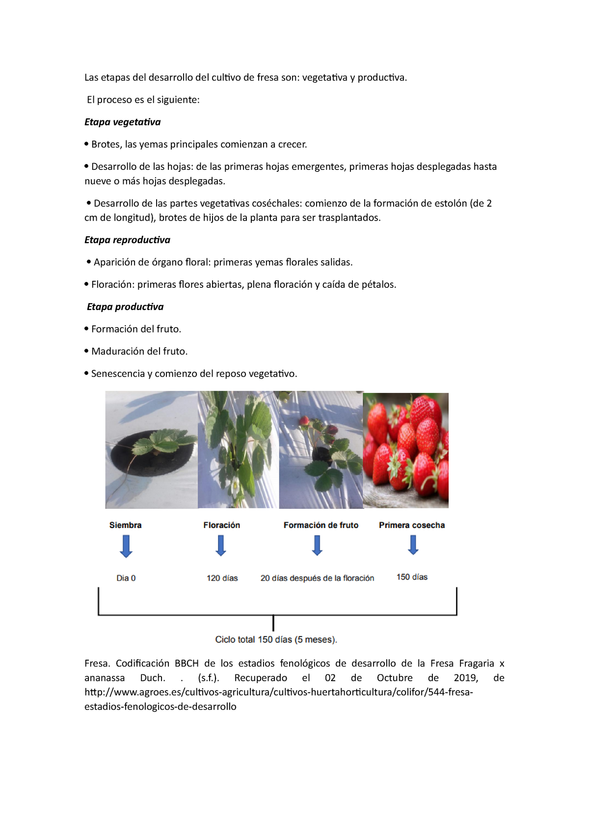 Las Etapas Del Desarrollo Del Cultivo De Fresa Son El Proceso Es El Siguiente Etapa 8552