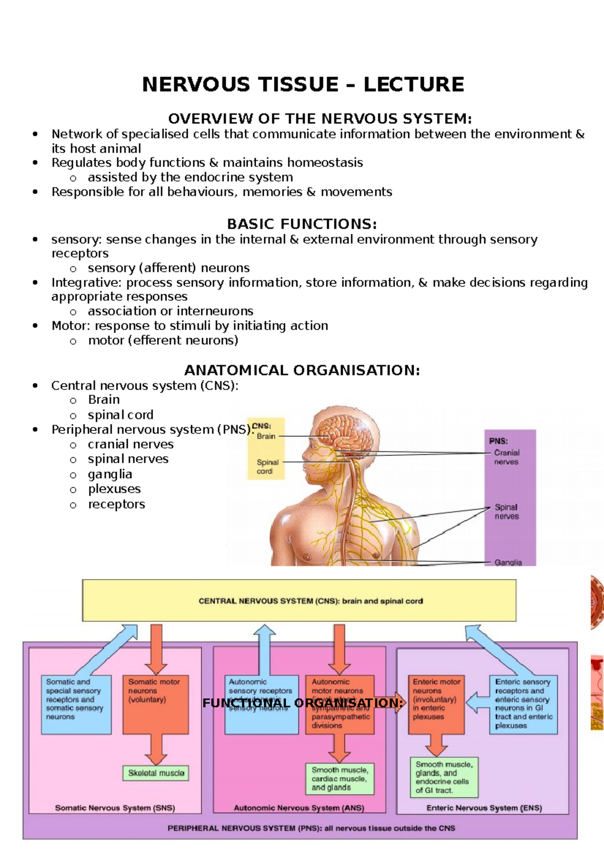 Nervous system - lecture - NERVOUS TISSUE – LECTURE OVERVIEW OF THE ...