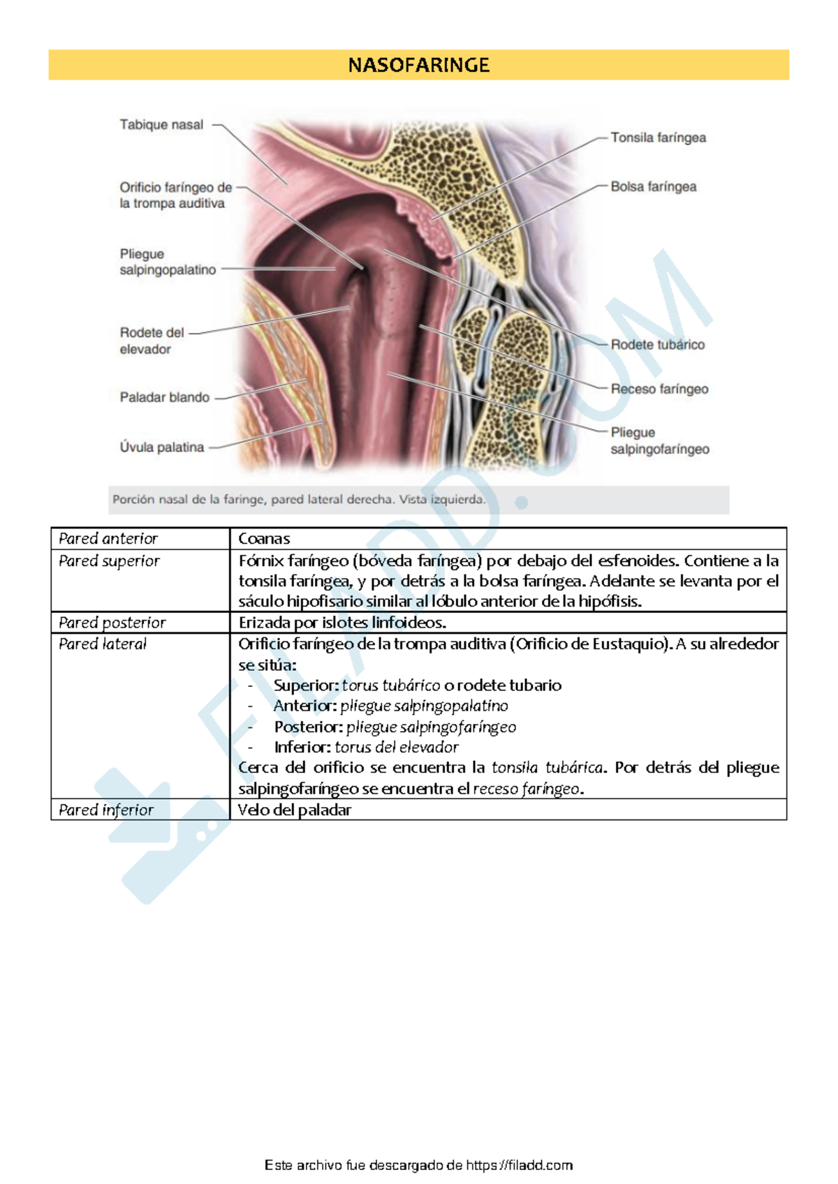 Faringe - NASOFARINGE Pared anterior Coanas Pared superior Fórnix ...