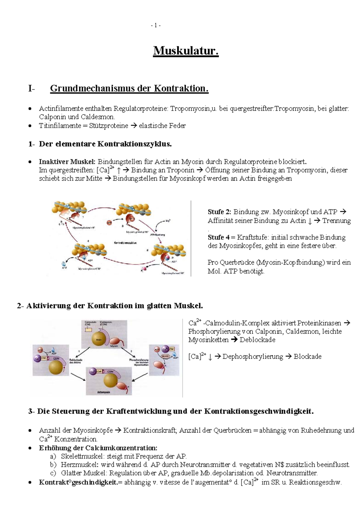 Muskulatur - 1 - Muskulatur. I- Grundmechanismus der Kontraktion ...