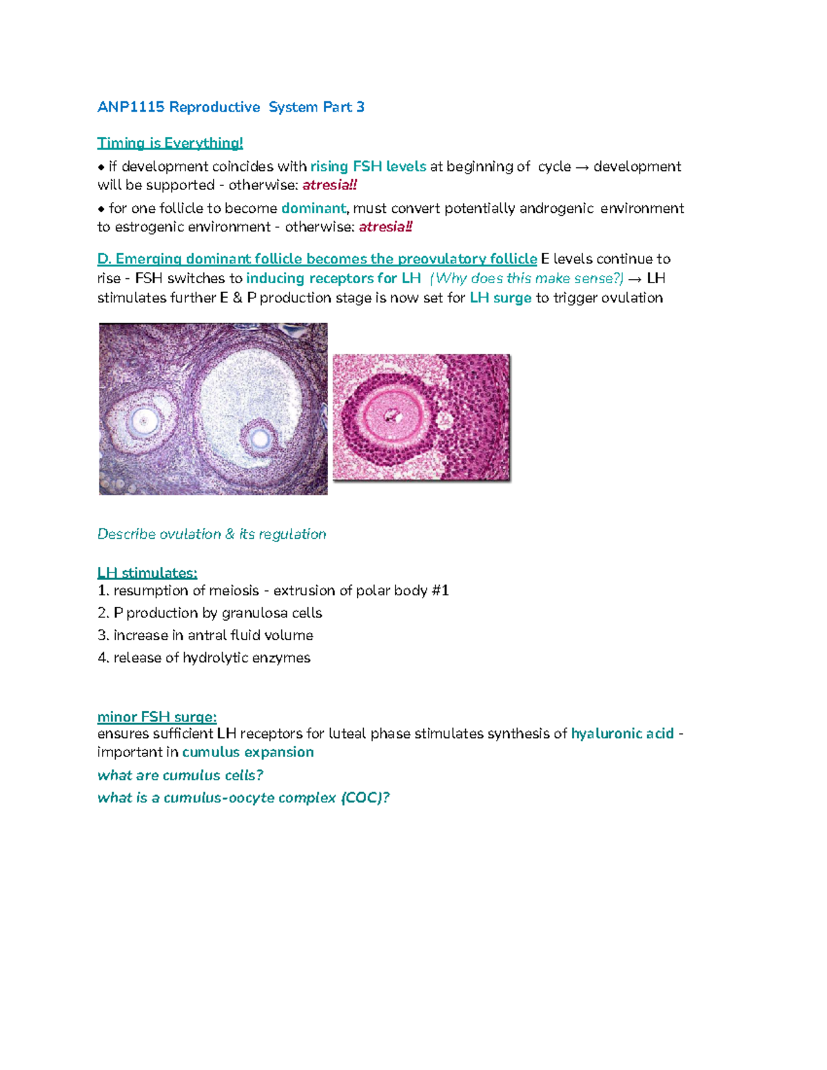 ANP1115 Lecture 21 Reproductive System Part 3 - ANP1115 - uOttawa - Studocu