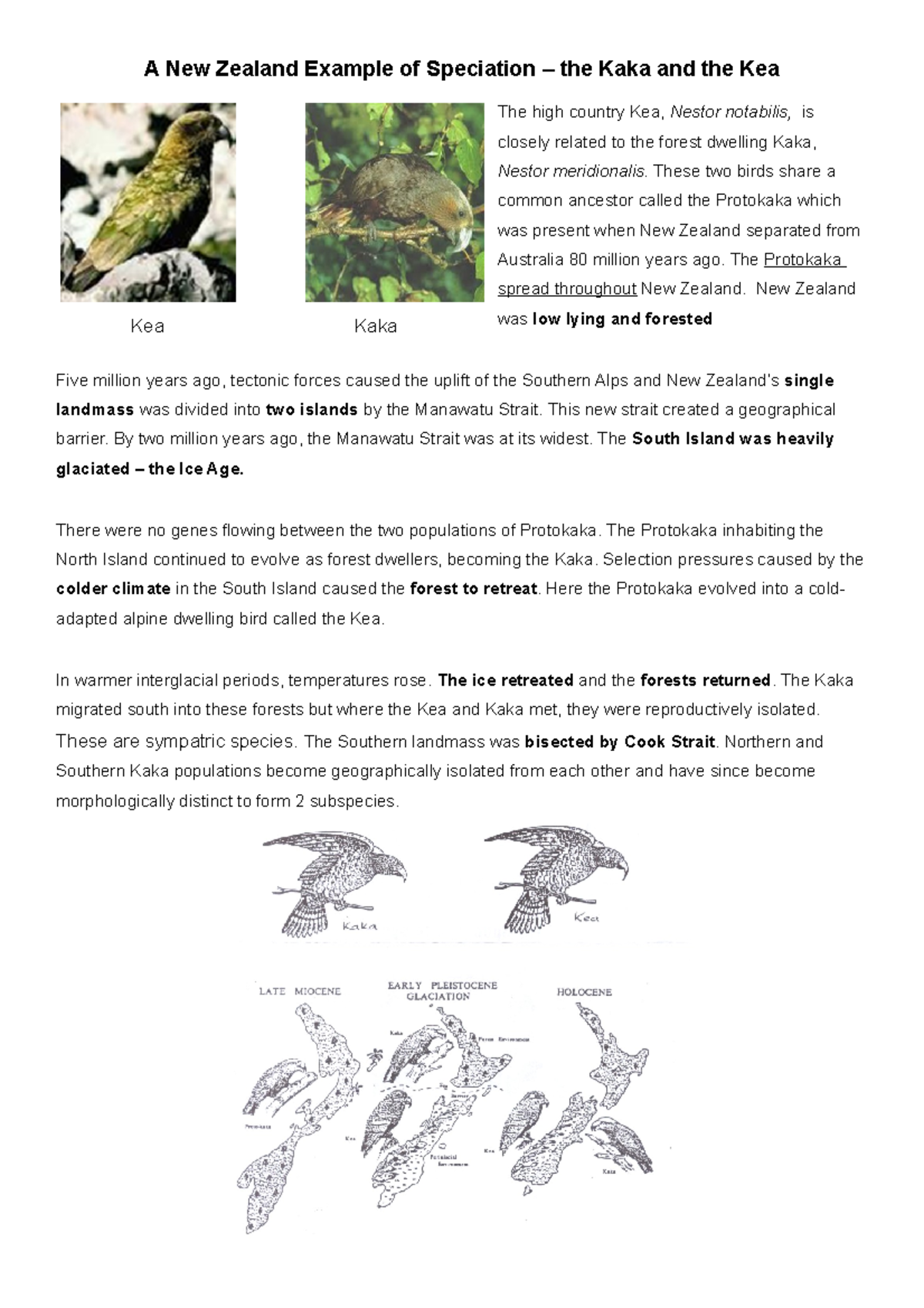 Kea kaka speciation question - A New Zealand Example of Speciation ...