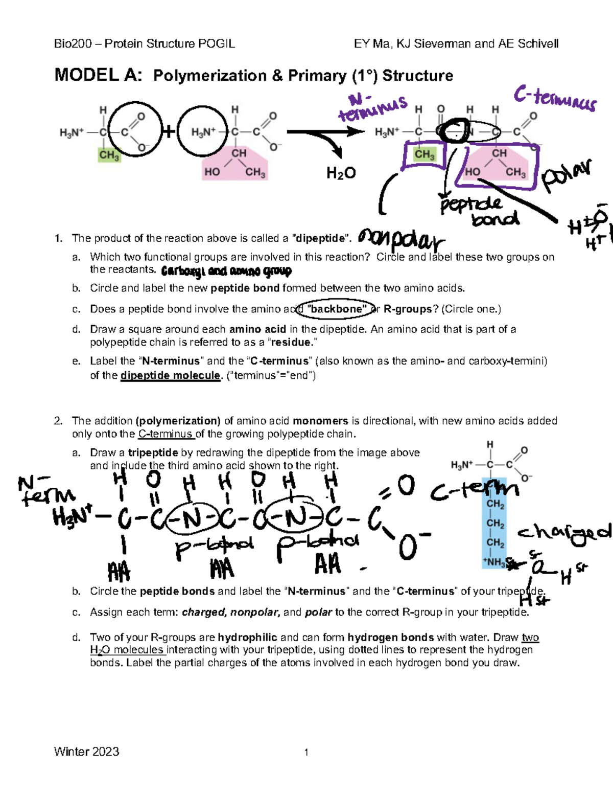 Pogil 2 Protein Structure Bio200 Protein Structure Pogil Ey Ma Kj Sieverman And Ae Schivell 1410