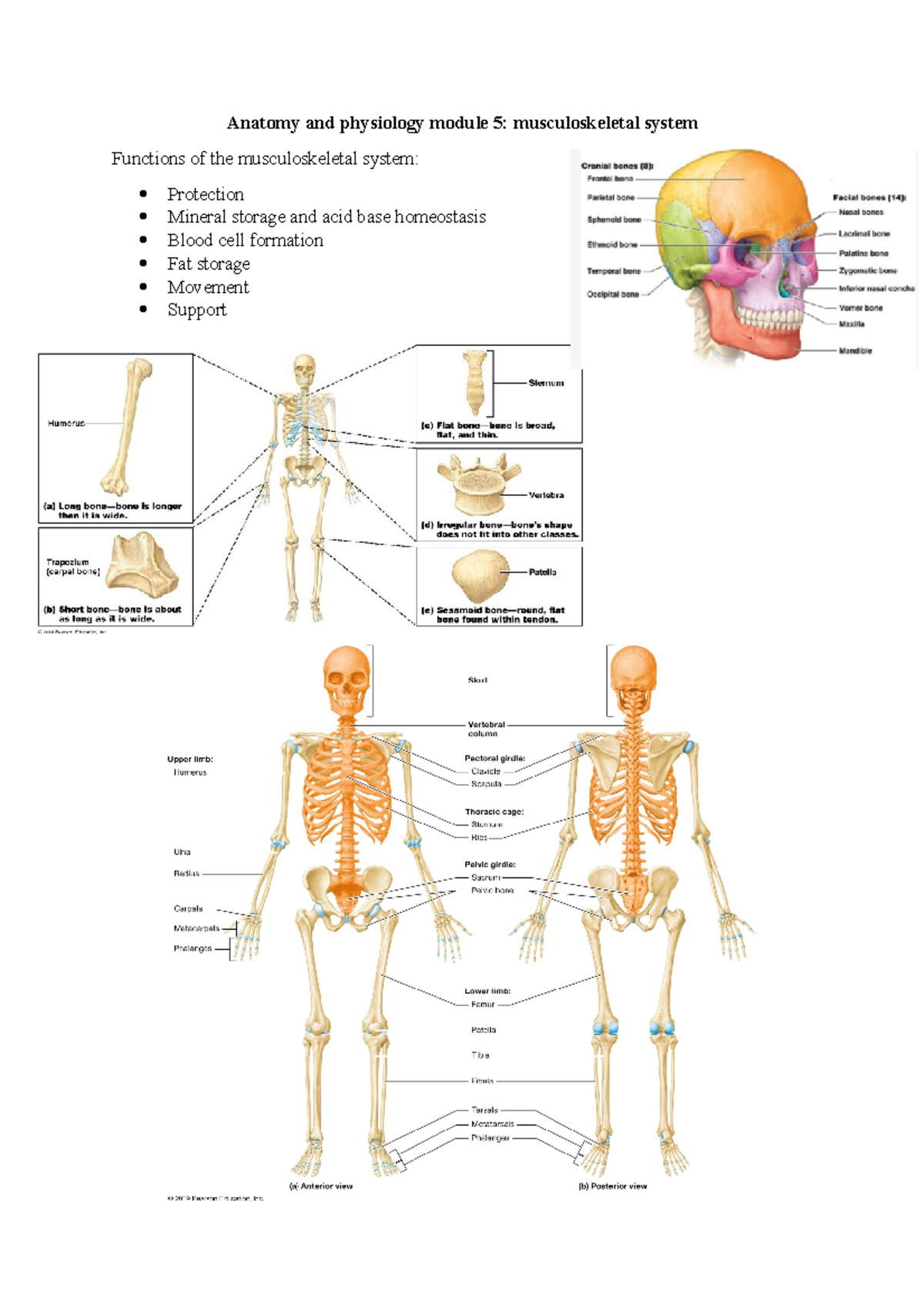 Anatomy and physiology module 5 - Functions of the musculoskeletal ...