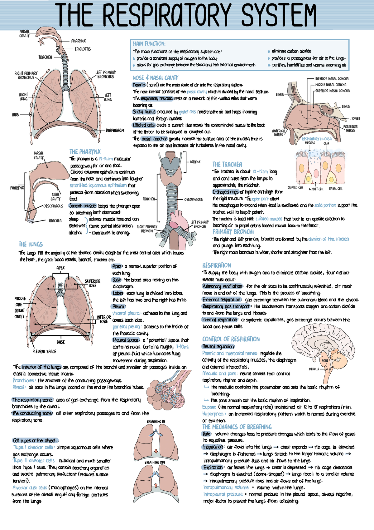 The Respiratory System - Main function: Nose & Nasal Cavity Mucosa ...