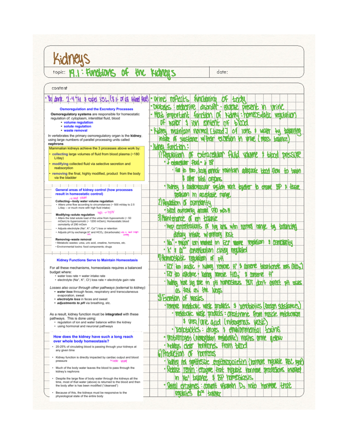 Notes on the Kidney system - topic: content date: kidneys 19 Functions ...
