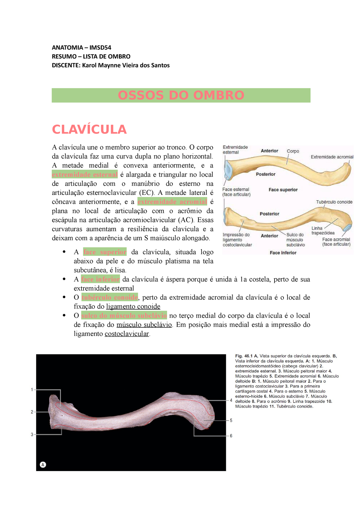 Clavícula: Anatomia e notas clínicas