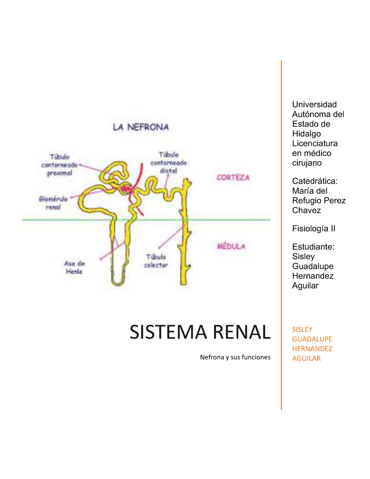 resumen fisiología renal sistema renal nefrona y sus funciones