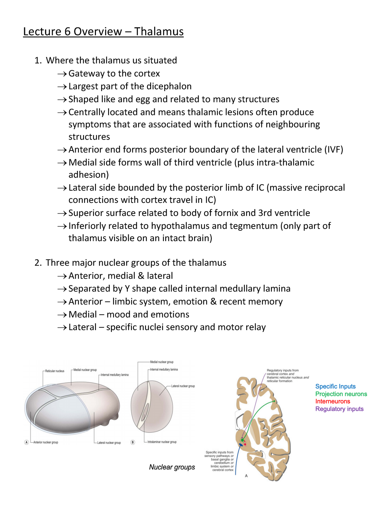 Lecture 6 Overview - HUBS - Lecture 6 Overview – Thalamus Whe re the ...