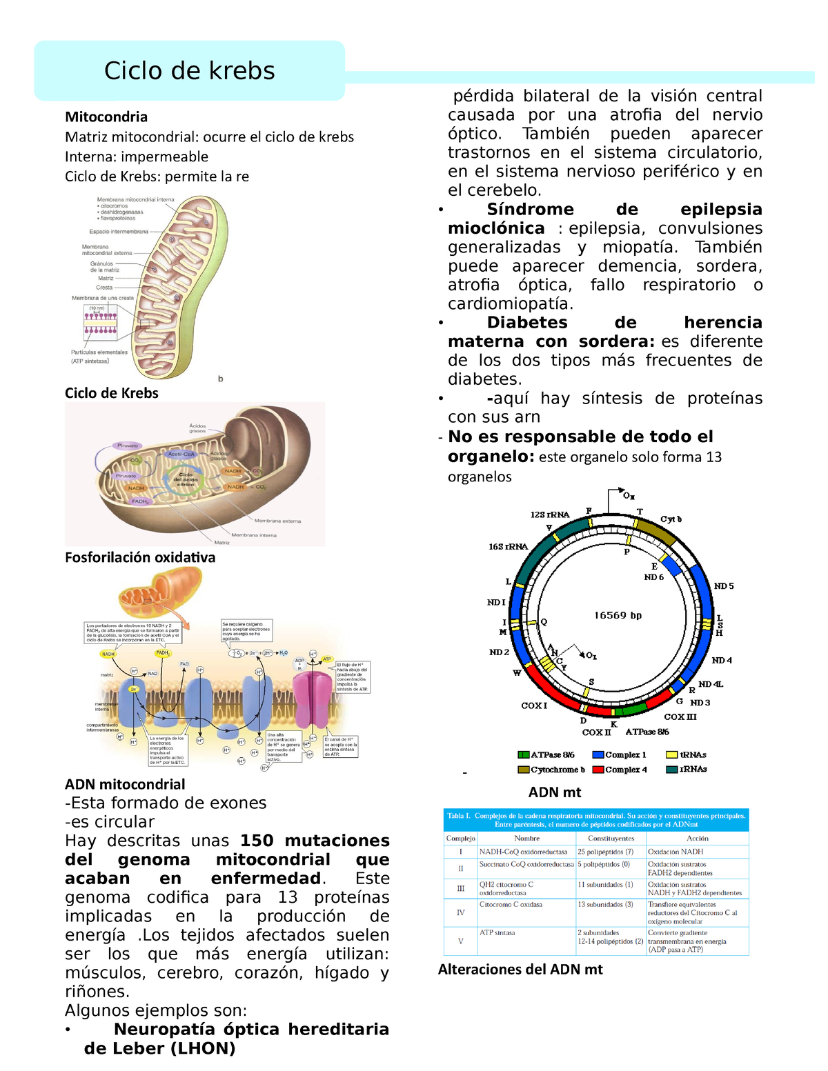 Ciclo De Krebs Fosforilación Oxidativa Mitocondria Matriz Mitocondrial Ocurre El Ciclo De 6299