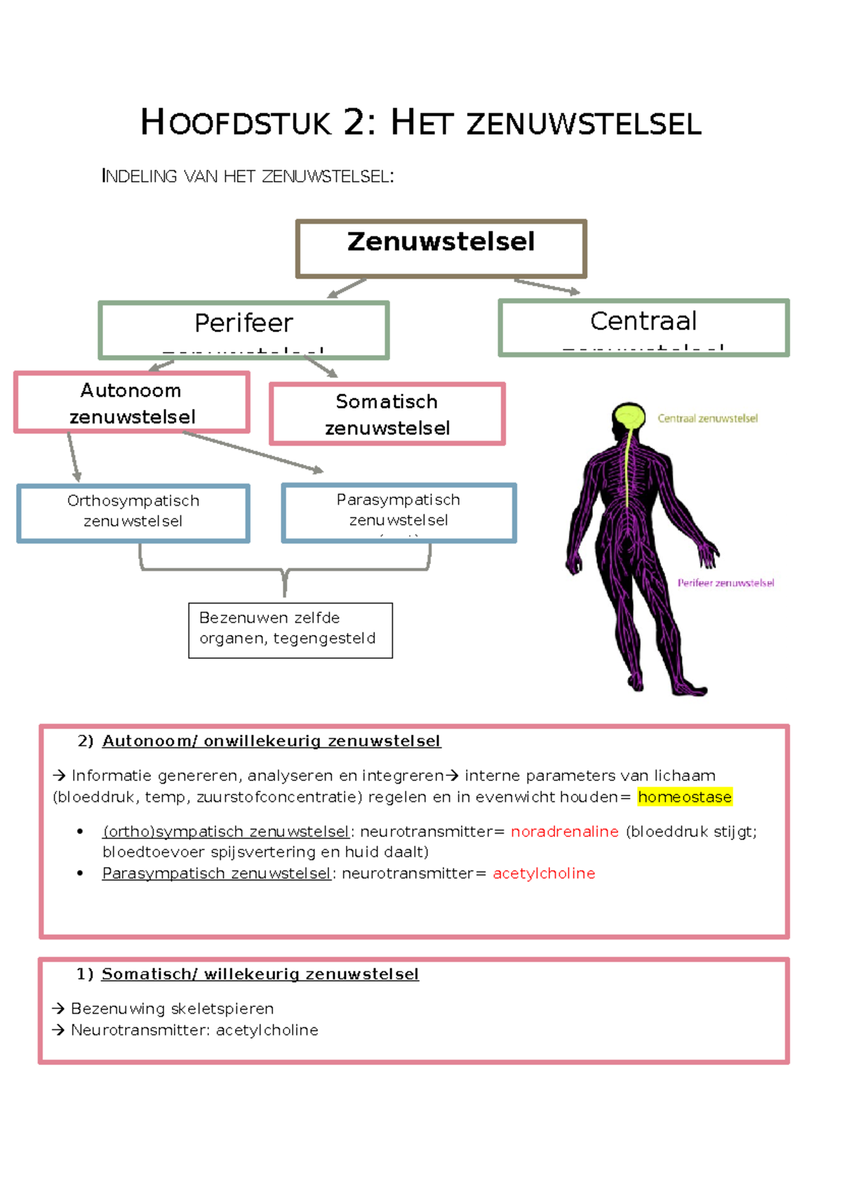 Hoofdstuk 2 - Samenvatting Anatomie En Fysiologie - HOOFDSTUK 2: HET ...