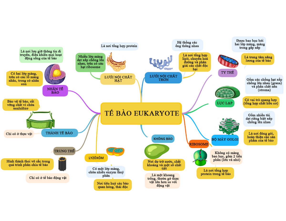 Tế bào Eukaryote là một chủ đề thú vị trong môn sinh học. Hãy xem sơ đồ tư duy về tế bào Eukaryote để hiểu rõ hơn về cấu trúc và chức năng của chúng. Sơ đồ tư duy góp phần quan trọng trong việc trình bày các khái niệm và hiểu biết về sinh học.