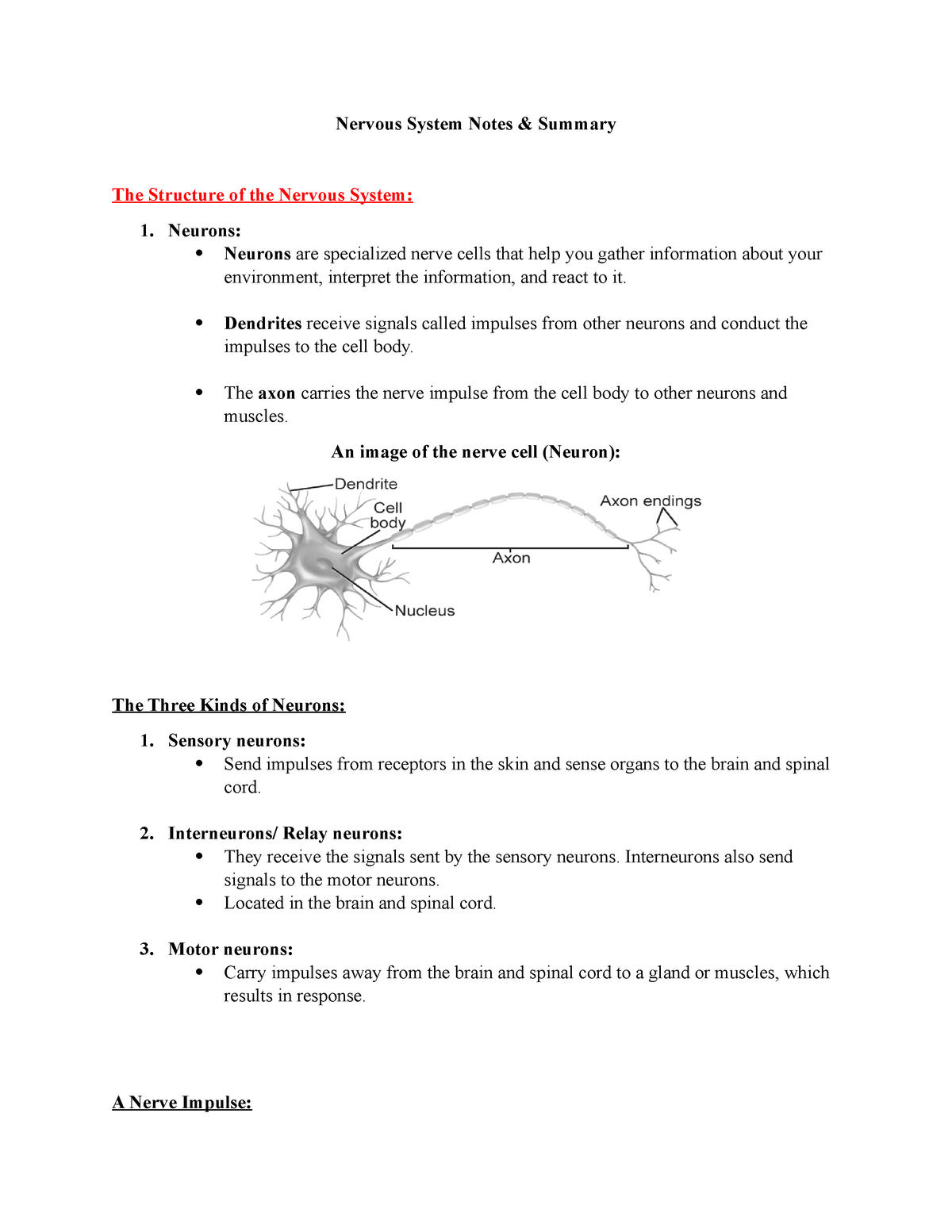 Nervous System Notes Summary Studocu