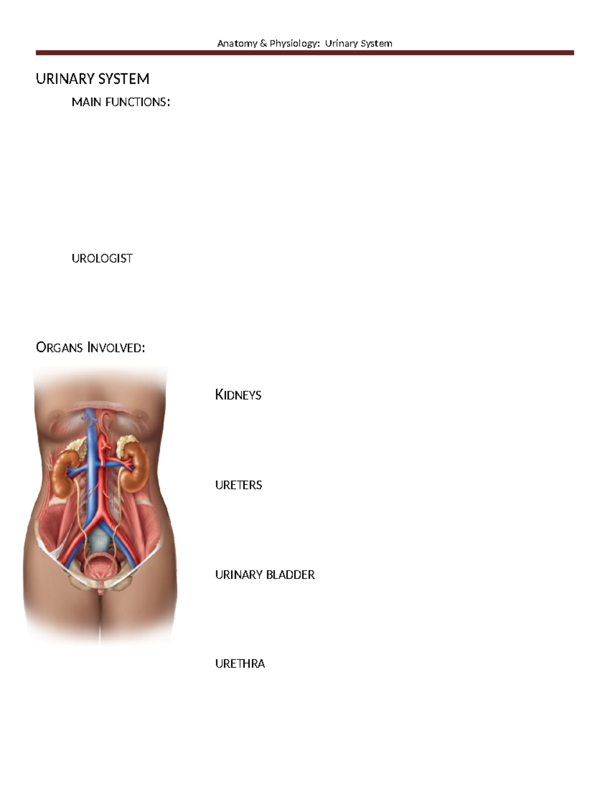 24. Urinary outline - URINARY SYSTEM MAIN FUNCTIONS: UROLOGIST ORGANS ...