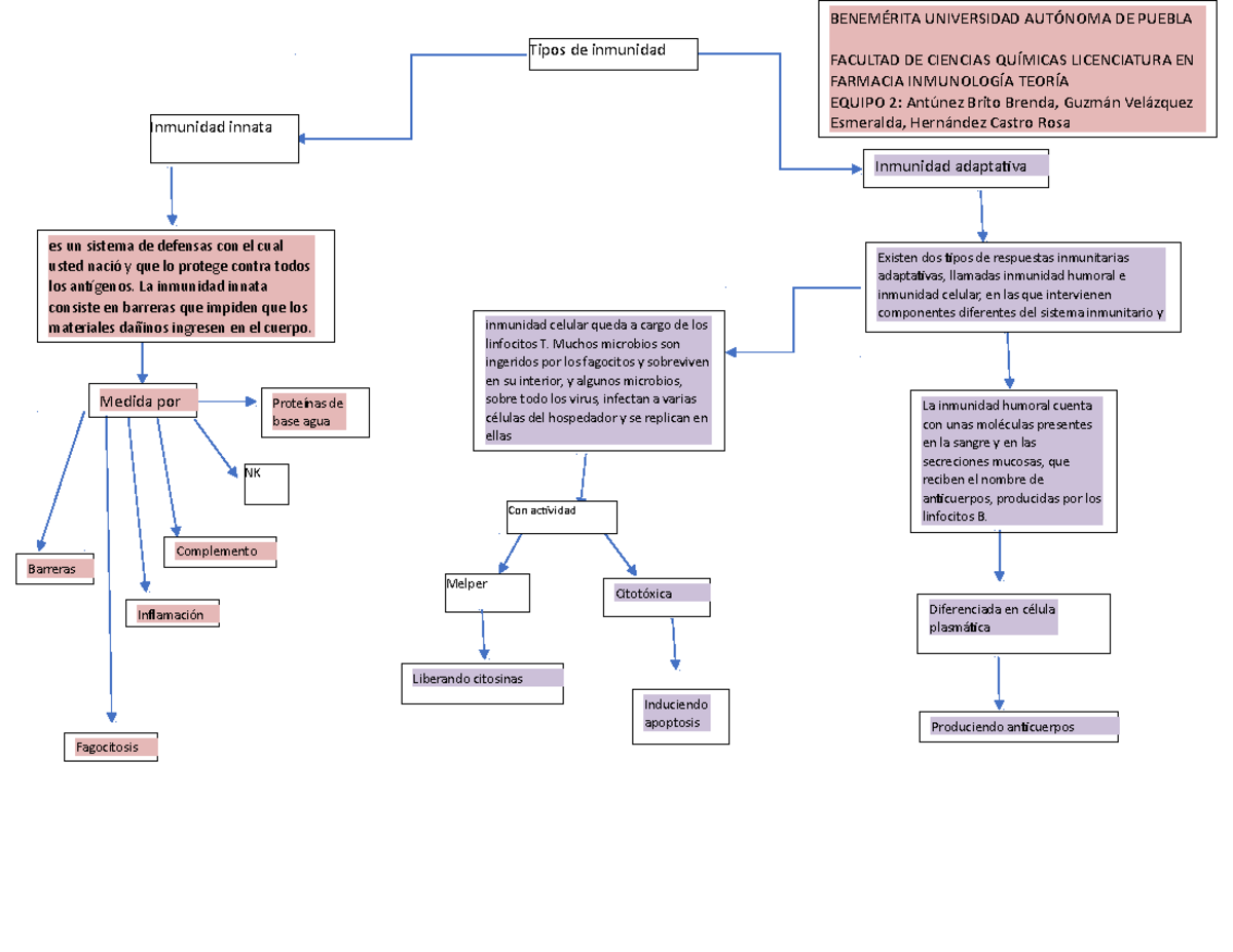 Actividad Cuadro Mental Tipos De Inmunidad Inmunidad Innata Tipos