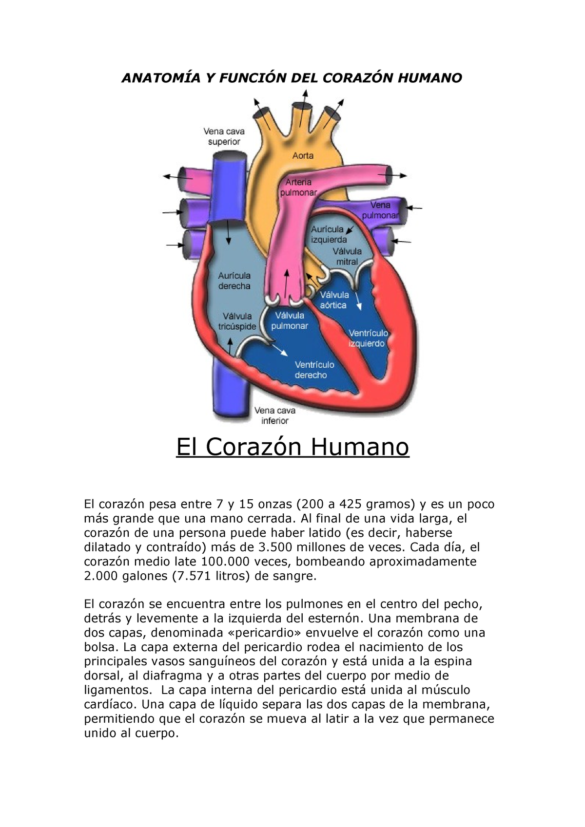 Anatomía Y Función Del Corazón Humano AnatomÍa Y FunciÓn Del CorazÓn Humano El Corazón Humano 3702