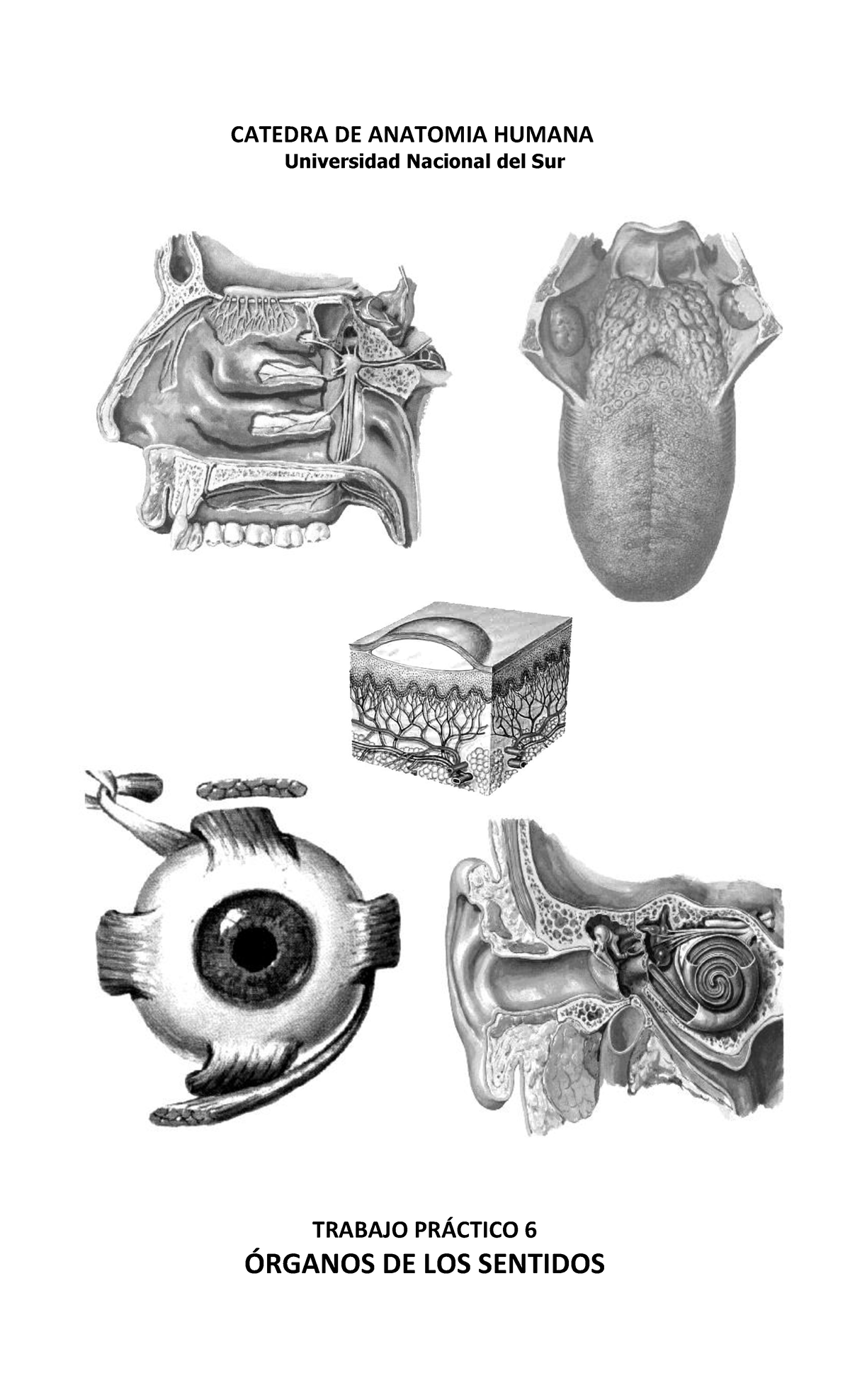 Gu A Tp Rganos De Los Sentidos Universidad Nacional Del Sur
