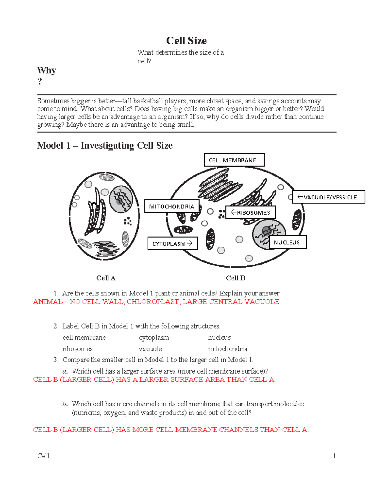 Pogil Cell Size-KEY - bio daily aggisnments - Cell Size 1 Why ? Cell ...