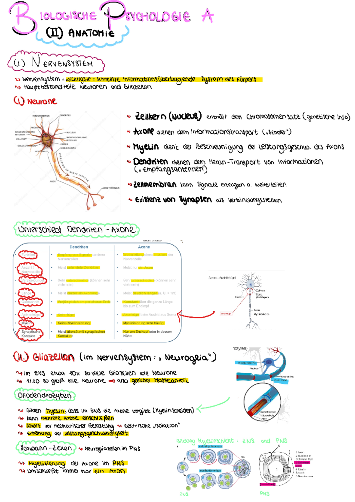 (II) Zusammenfassung Anatomie - Biologische Psychologie A - Studocu