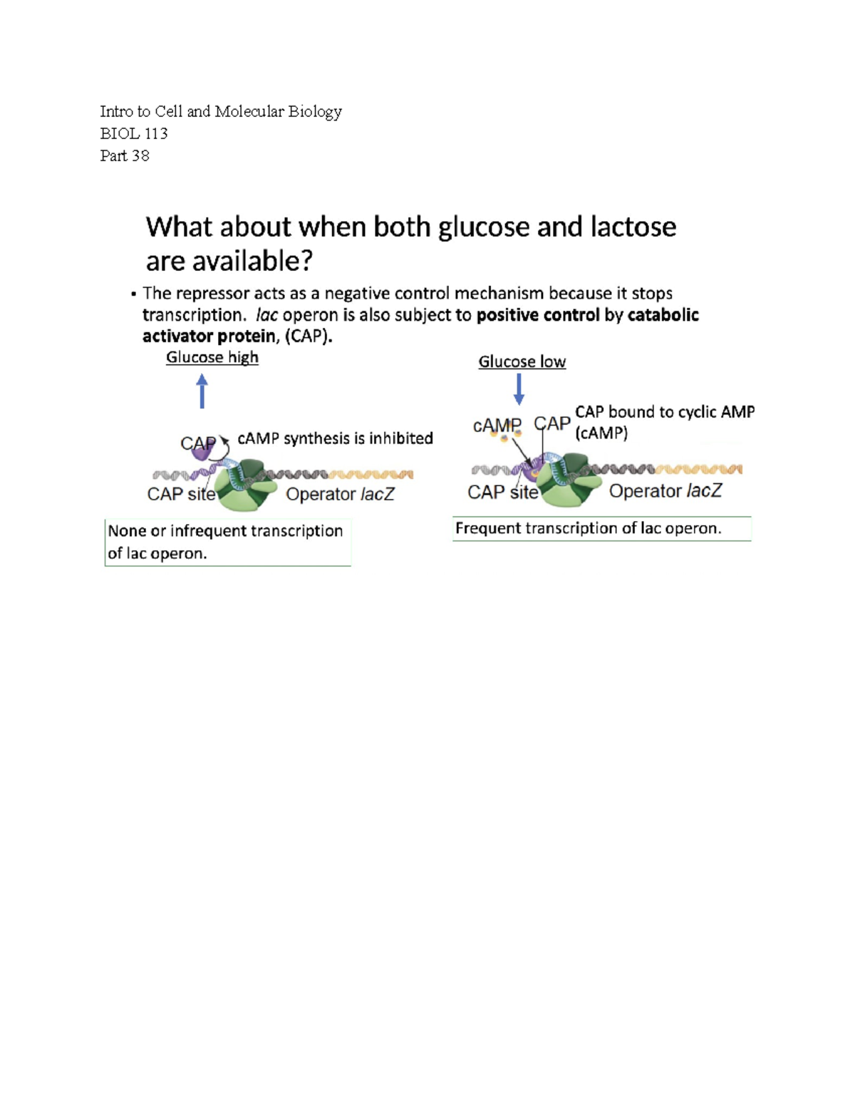 Intro To Cell And Molecular Bio 113 Lecture Notes Part 38 - Dr. Sarah ...