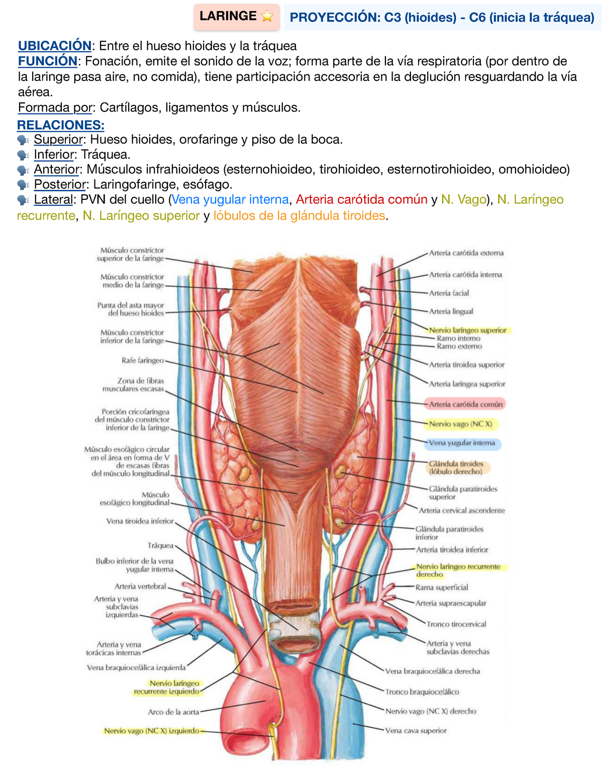 E Cuello Y Laringe Laringe Ubicaci N Entre El Hueso Hioides Y La Tr Quea Funci N