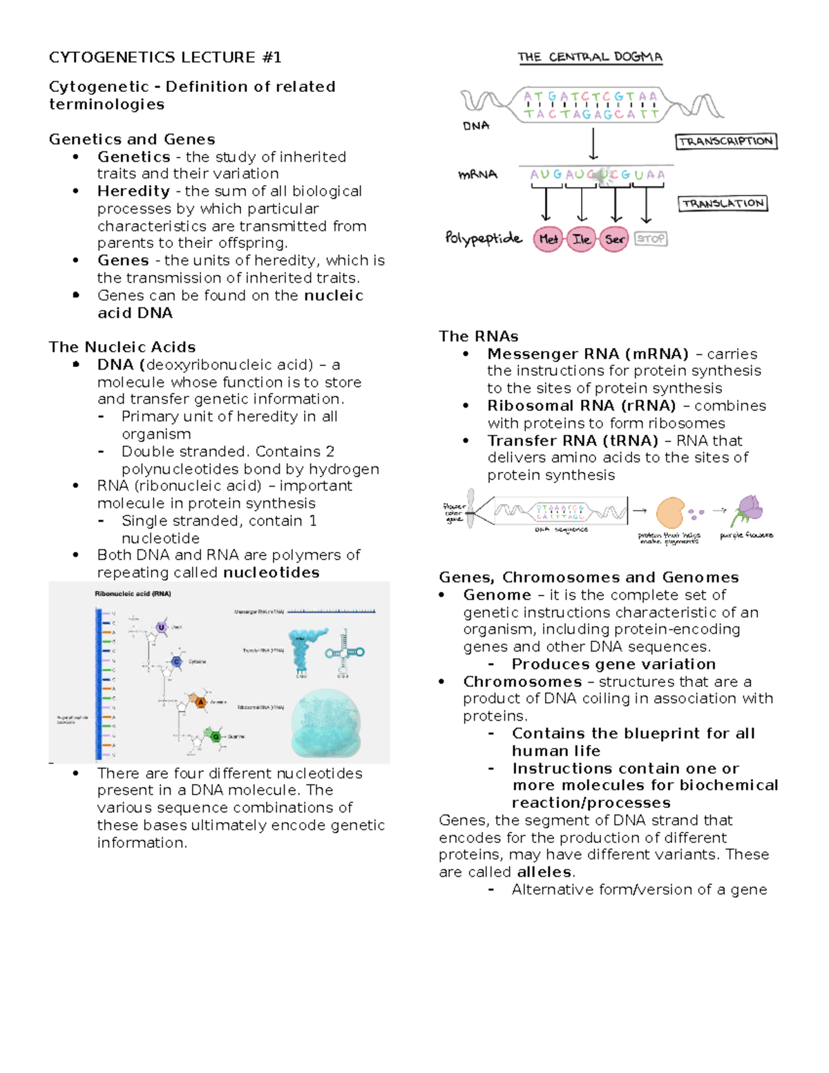 Cytogenetics Prelim - CYTO311 Lecture - CYTOGENETICS LECTURE ...