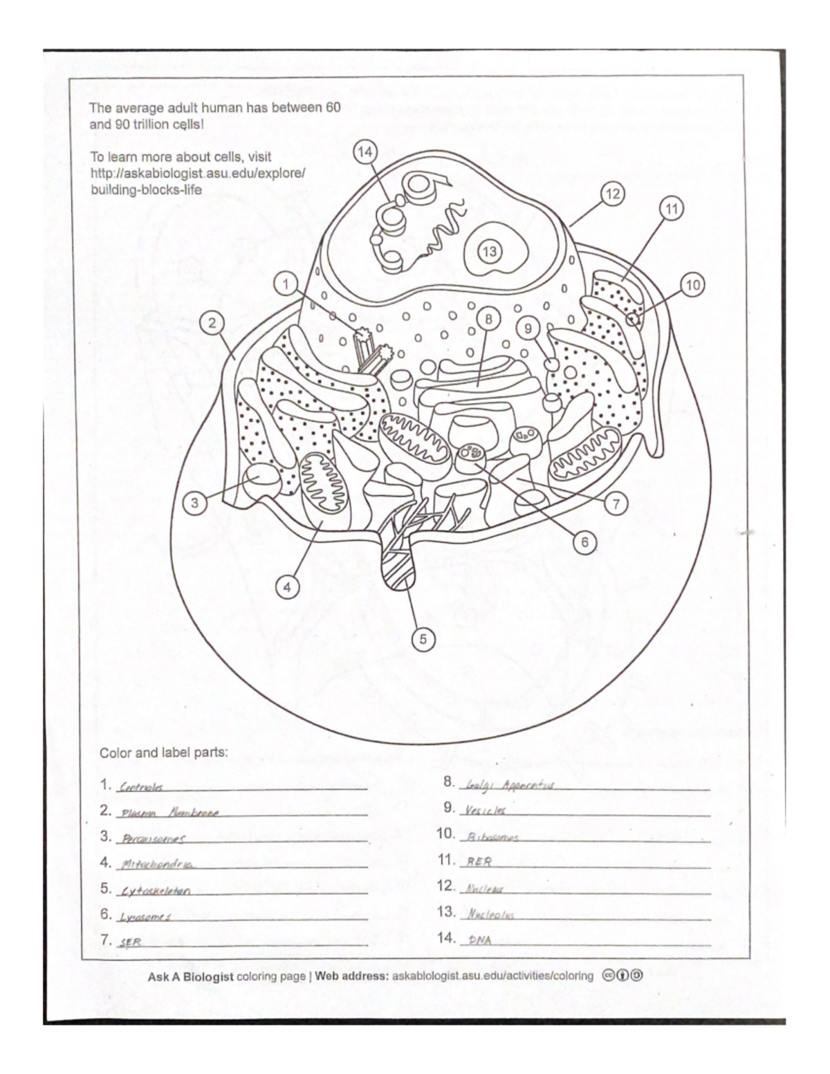 Cell Structure Worksheets - BIOL1000 - Yorku - Studocu