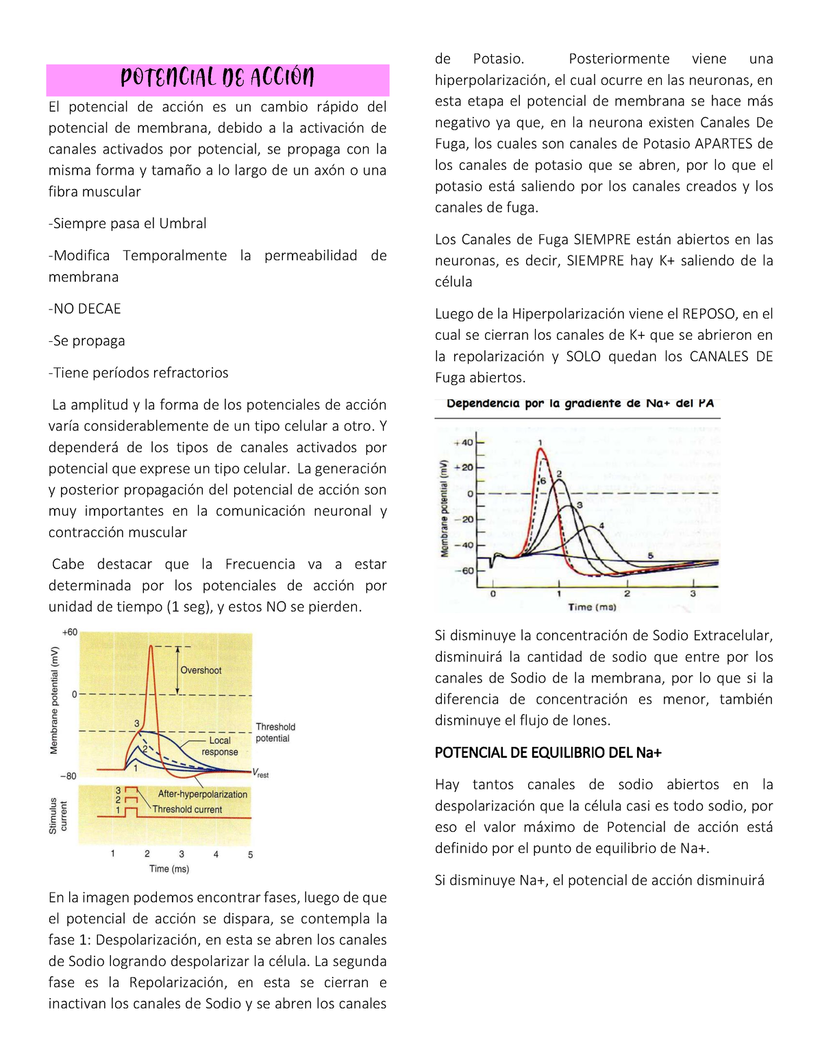 Clase Sinapsis Y M Sculo Potencial De Accin El Potencial De Acci N Es Un Cambio Rpido Del