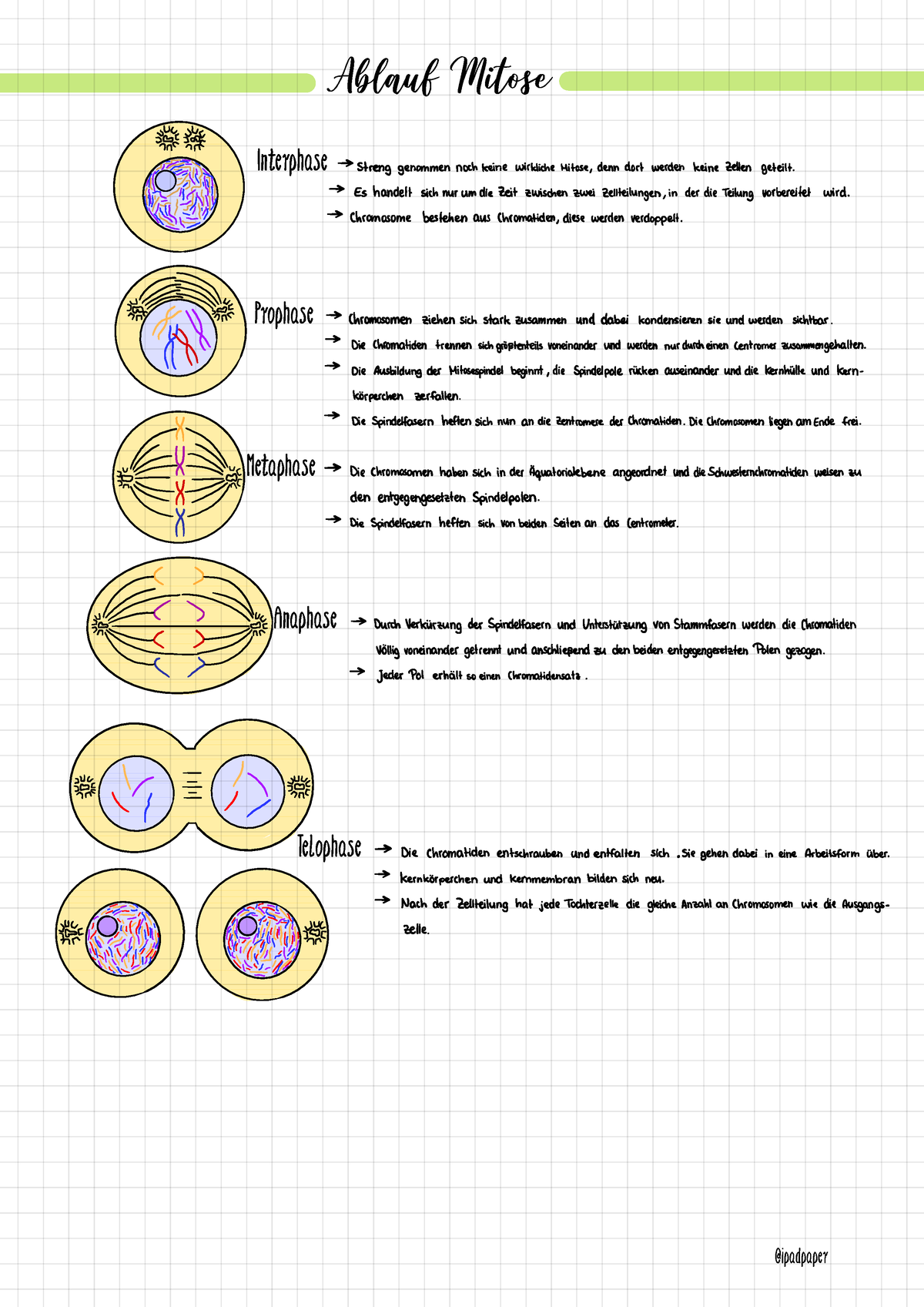 Ablauf Mitose Biologie Biologie Biologie Ablauf Mitose Interphase