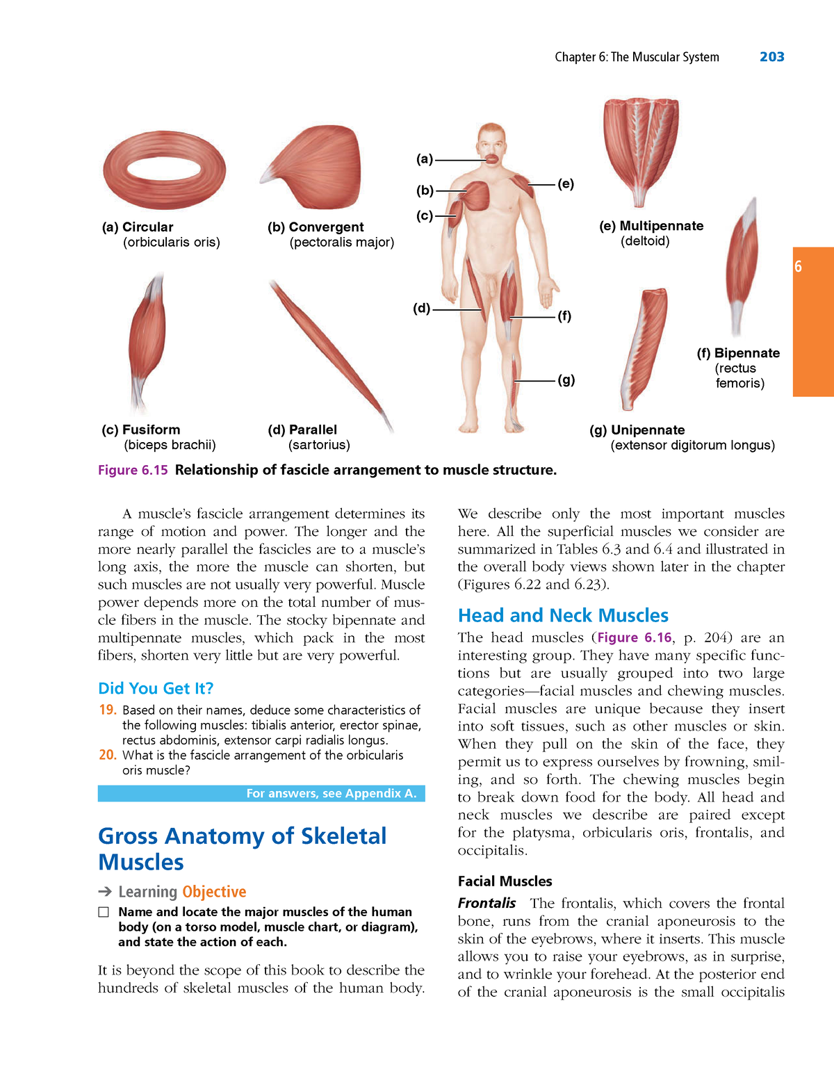 Anatomy and physiology 1-78 - Chapter 6: The Muscular System 203 6 We ...